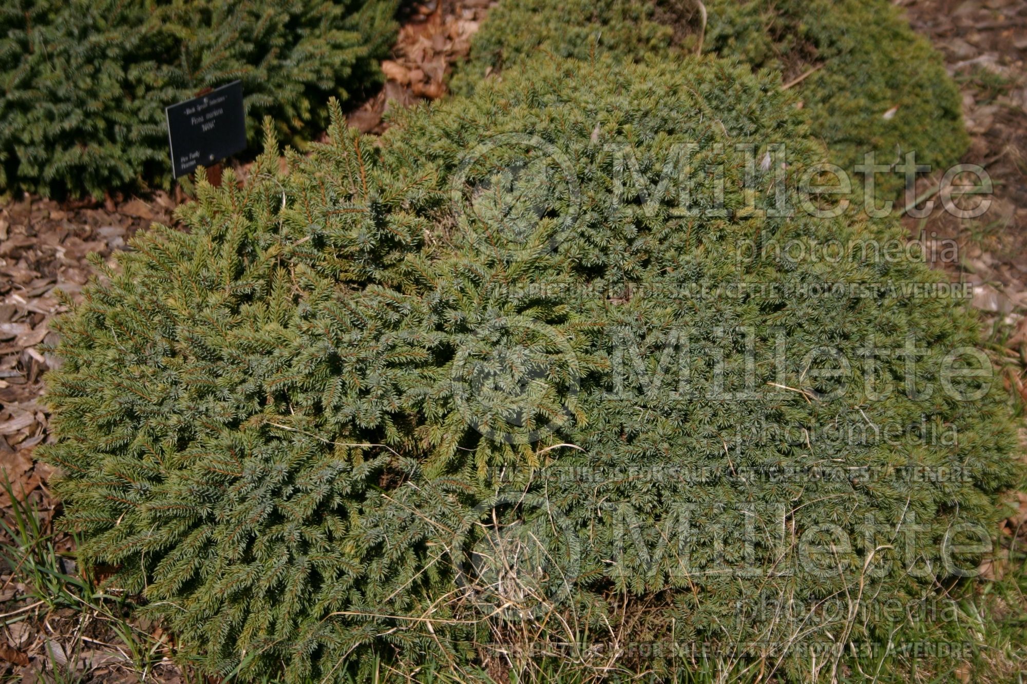 Picea Nana (Spruce conifer - épinette) 2