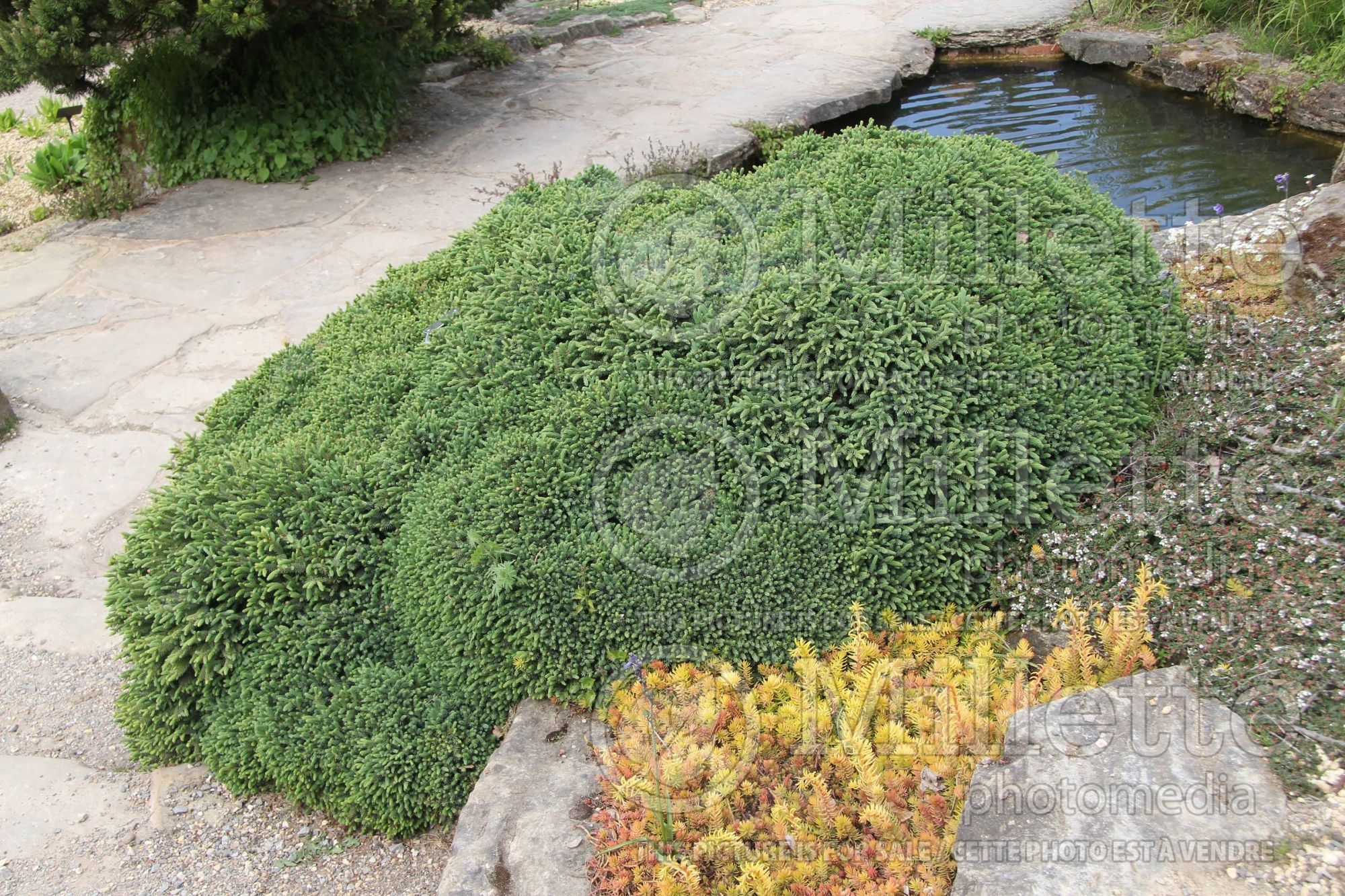 Picea Nana (Spruce conifer - épinette) 1