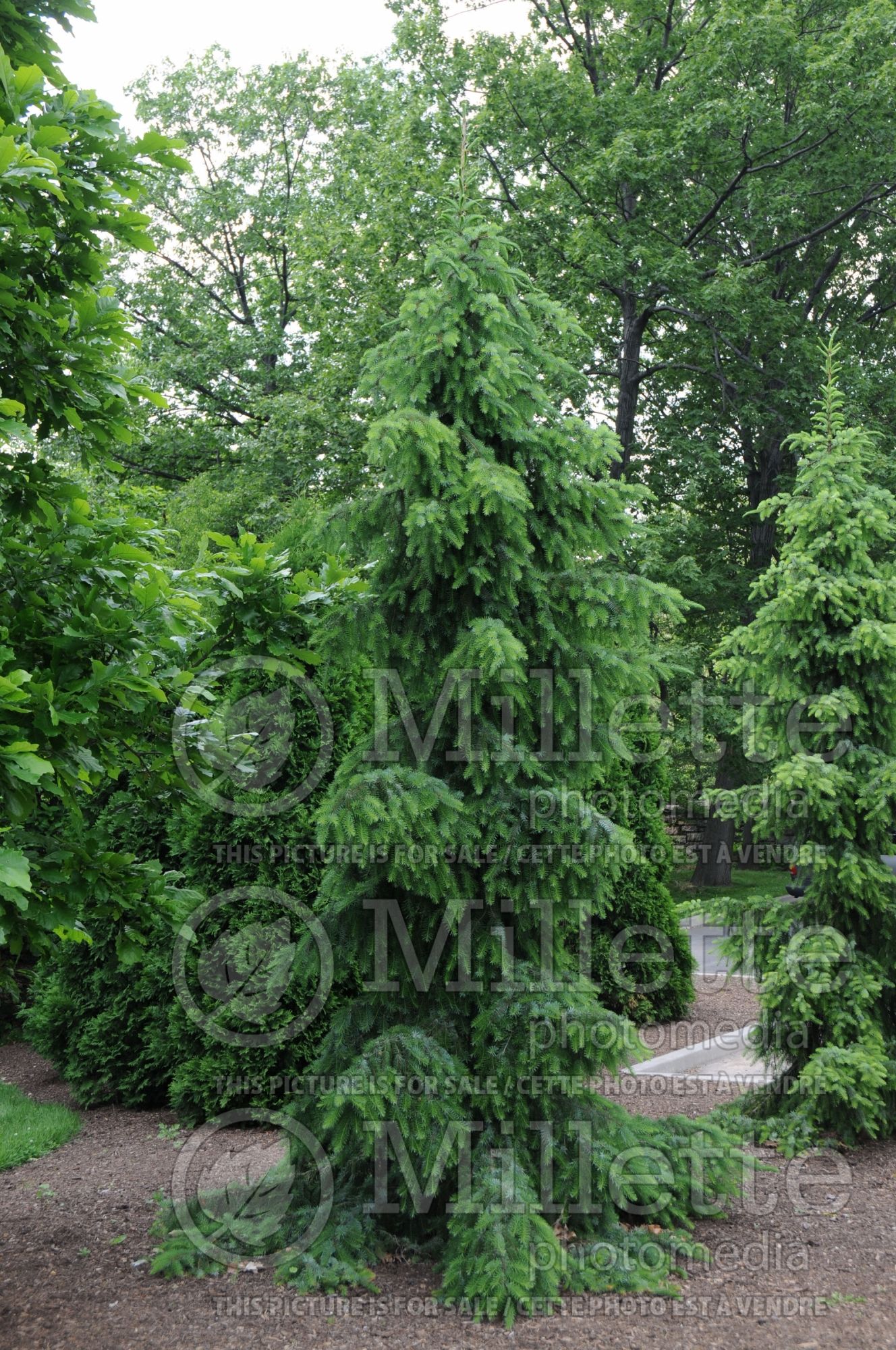 Picea Pendula (Serbian spruce Mountain Spruce conifer) 14