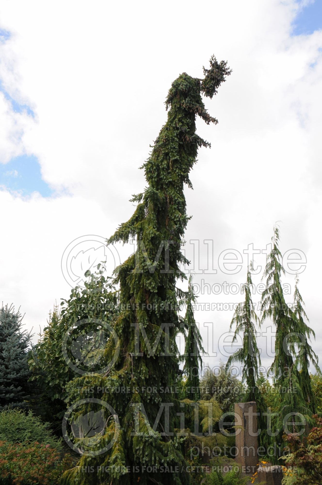Picea Pendula (Serbian spruce Mountain Spruce conifer) 13
