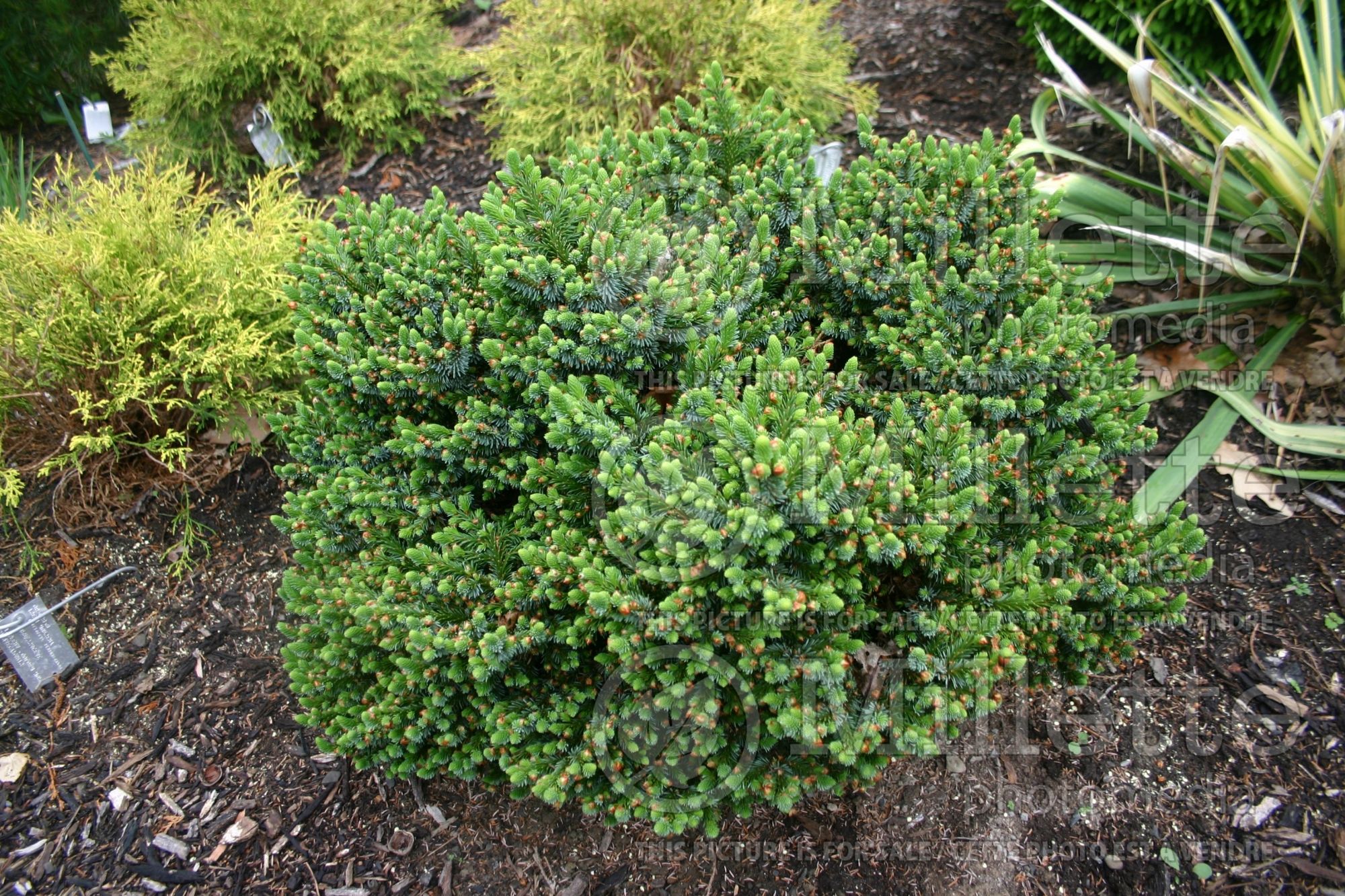 Picea Pimoko (Norway spruce conifer - épinette) 3