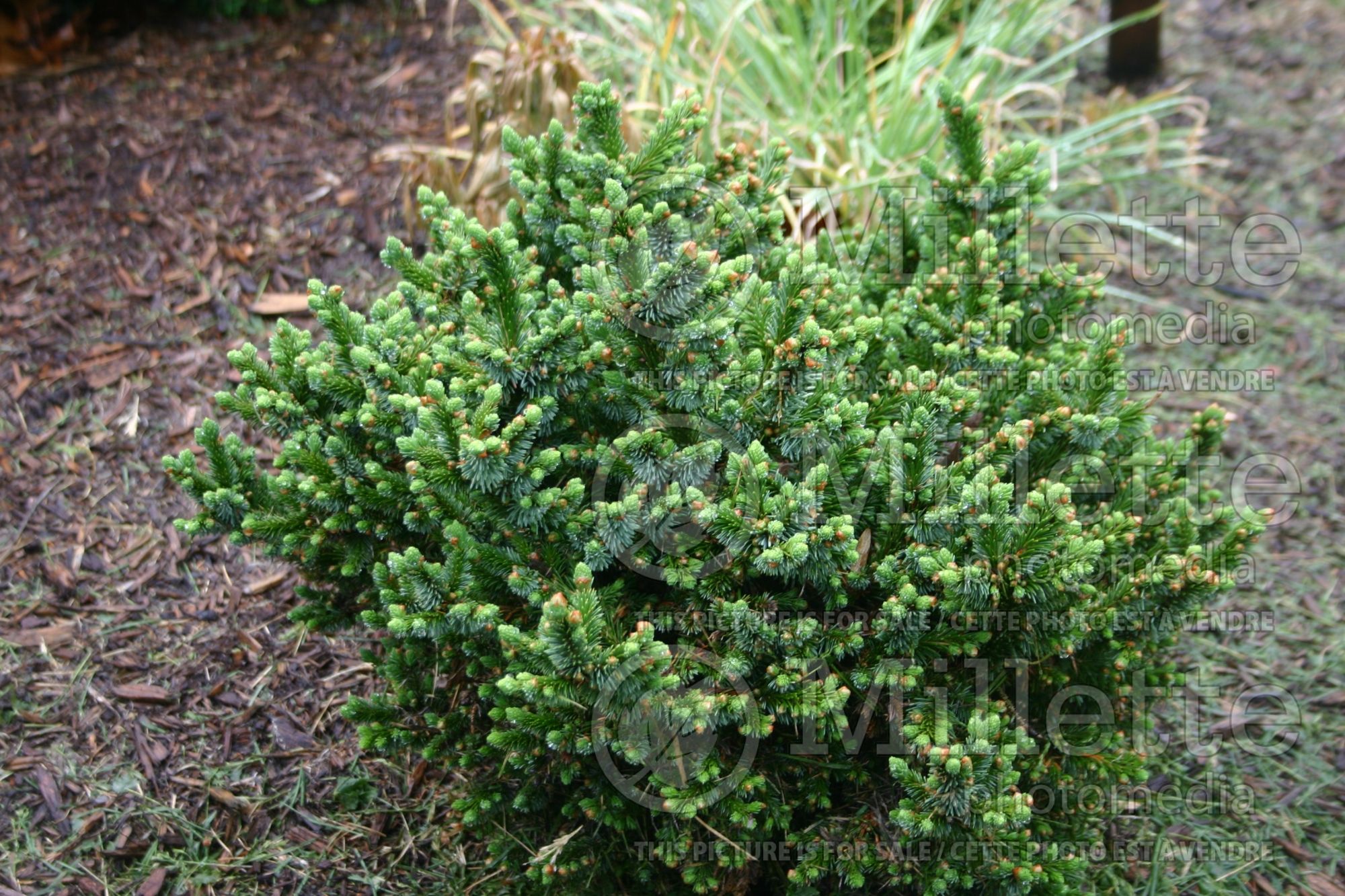 Picea Pimoko (Norway spruce conifer - épinette) 4