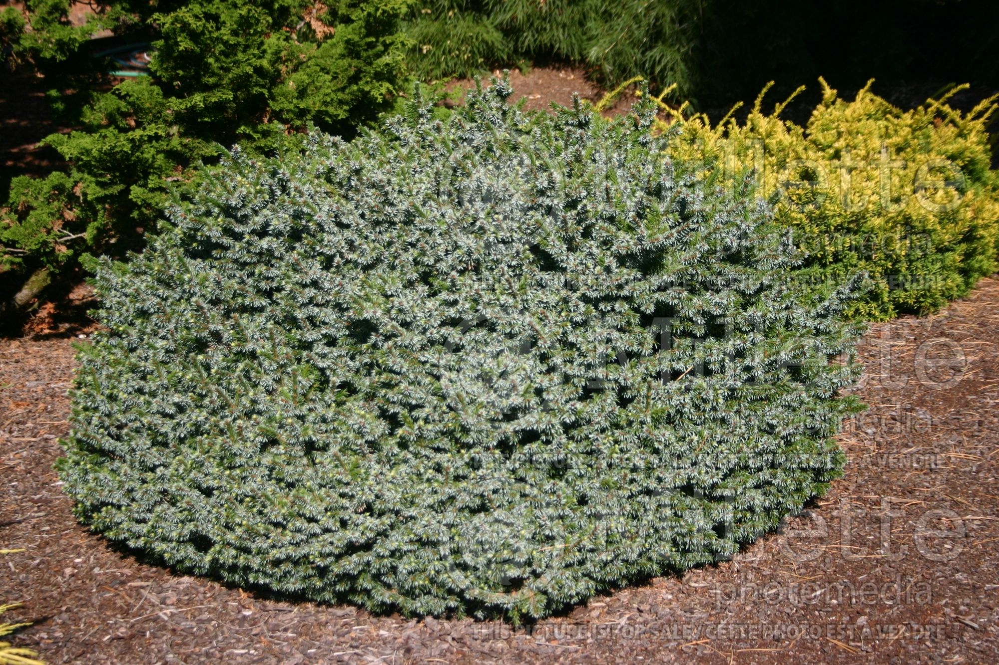 Picea Pimoko (Norway spruce conifer - épinette) 5