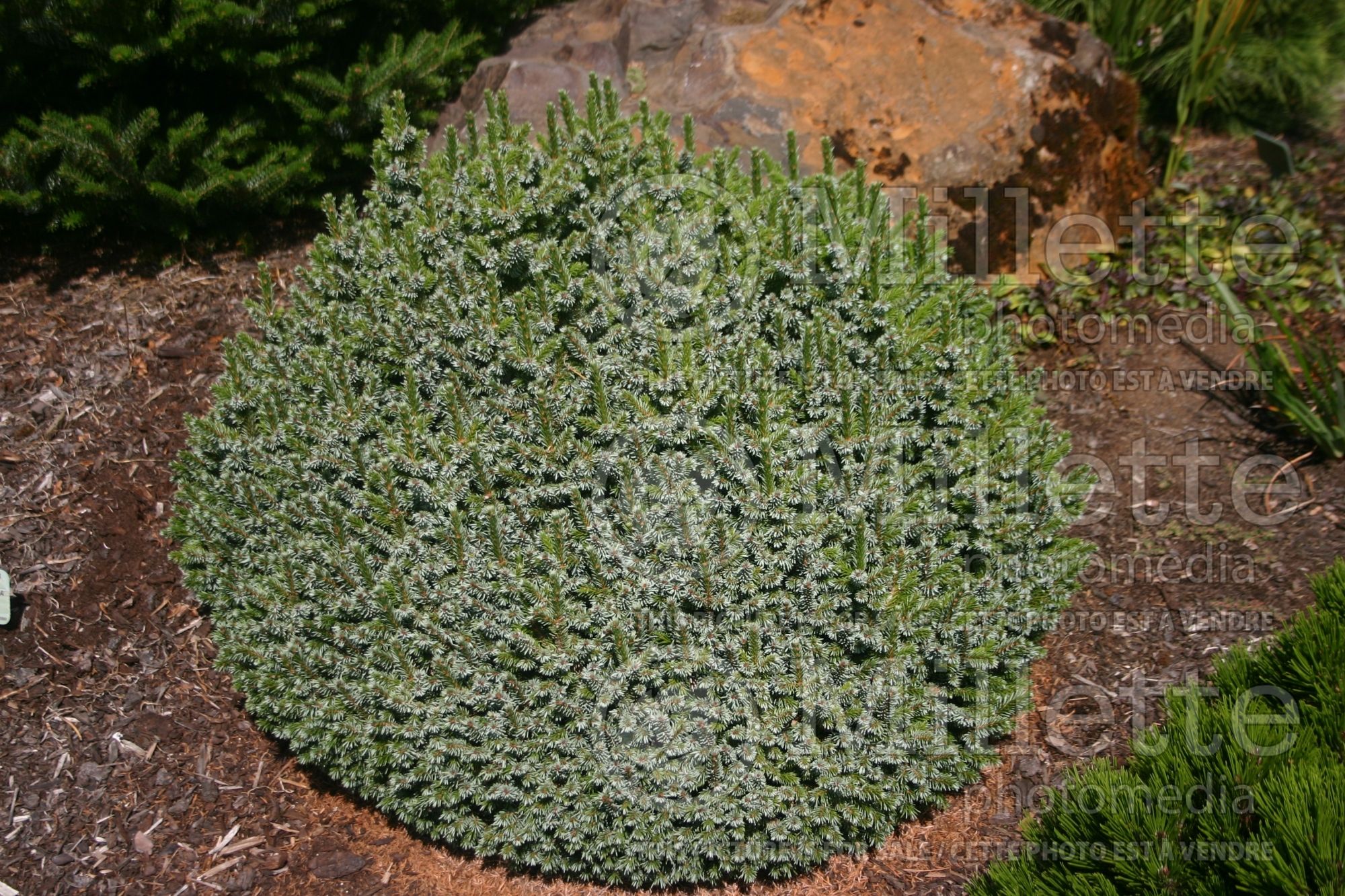 Picea Pimoko (Norway spruce conifer - épinette) 7