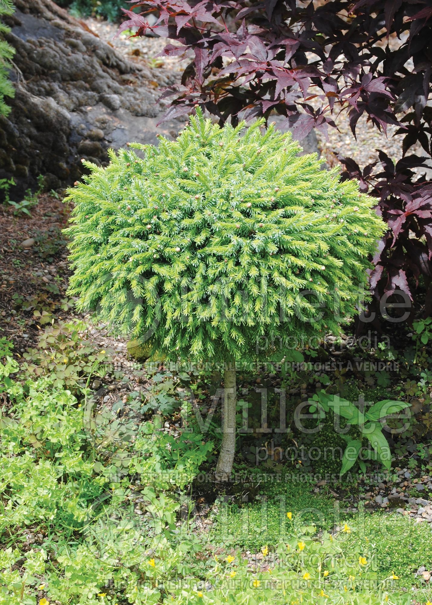 Picea Treblitsc (Pine conifer - pin) 1