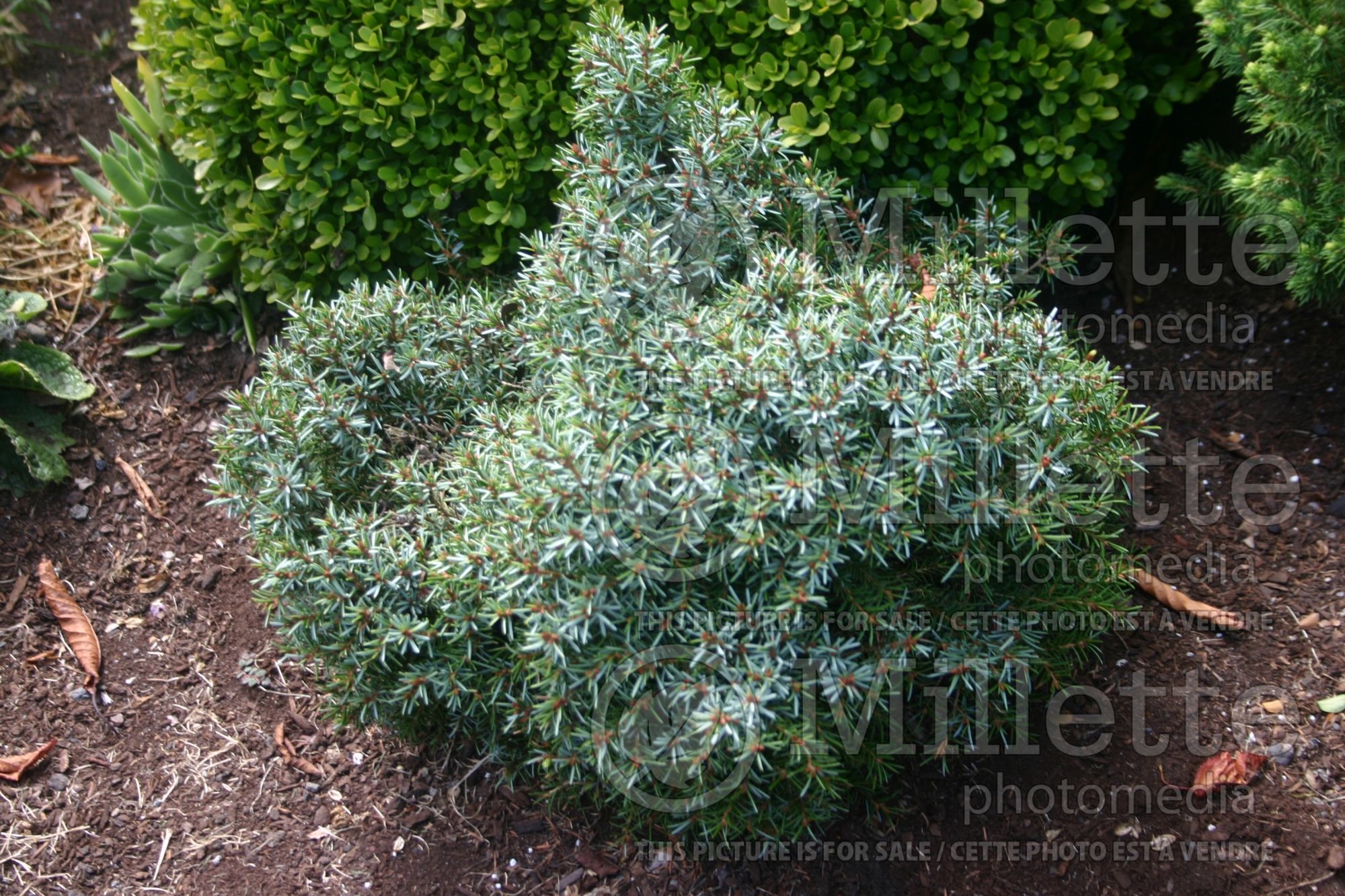 Picea Treblitzsch aka Treblitzensis (Oriental Spruce conifer - épinette) 1