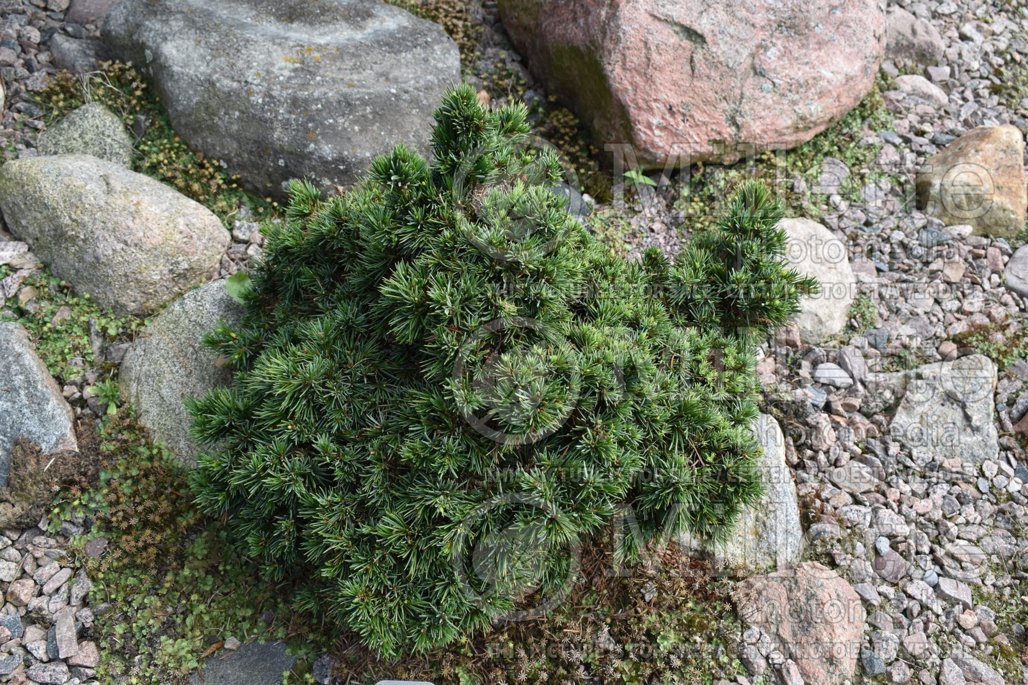 Picea Wodan (Serbian spruce Mountain Spruce conifer) 1