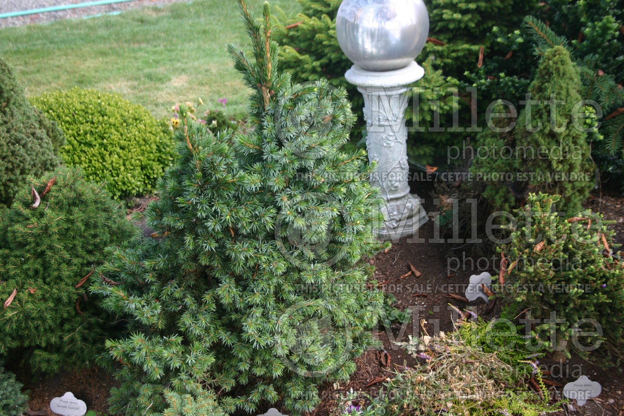 Picea Wodan (Serbian spruce Mountain Spruce conifer - sapin) 2
