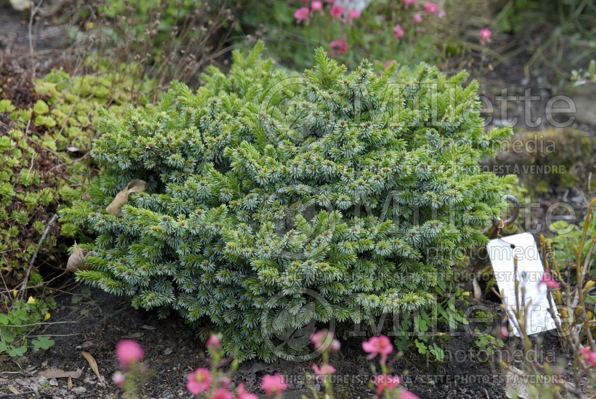 Picea Pimoko (Norway spruce conifer - épinette) 8