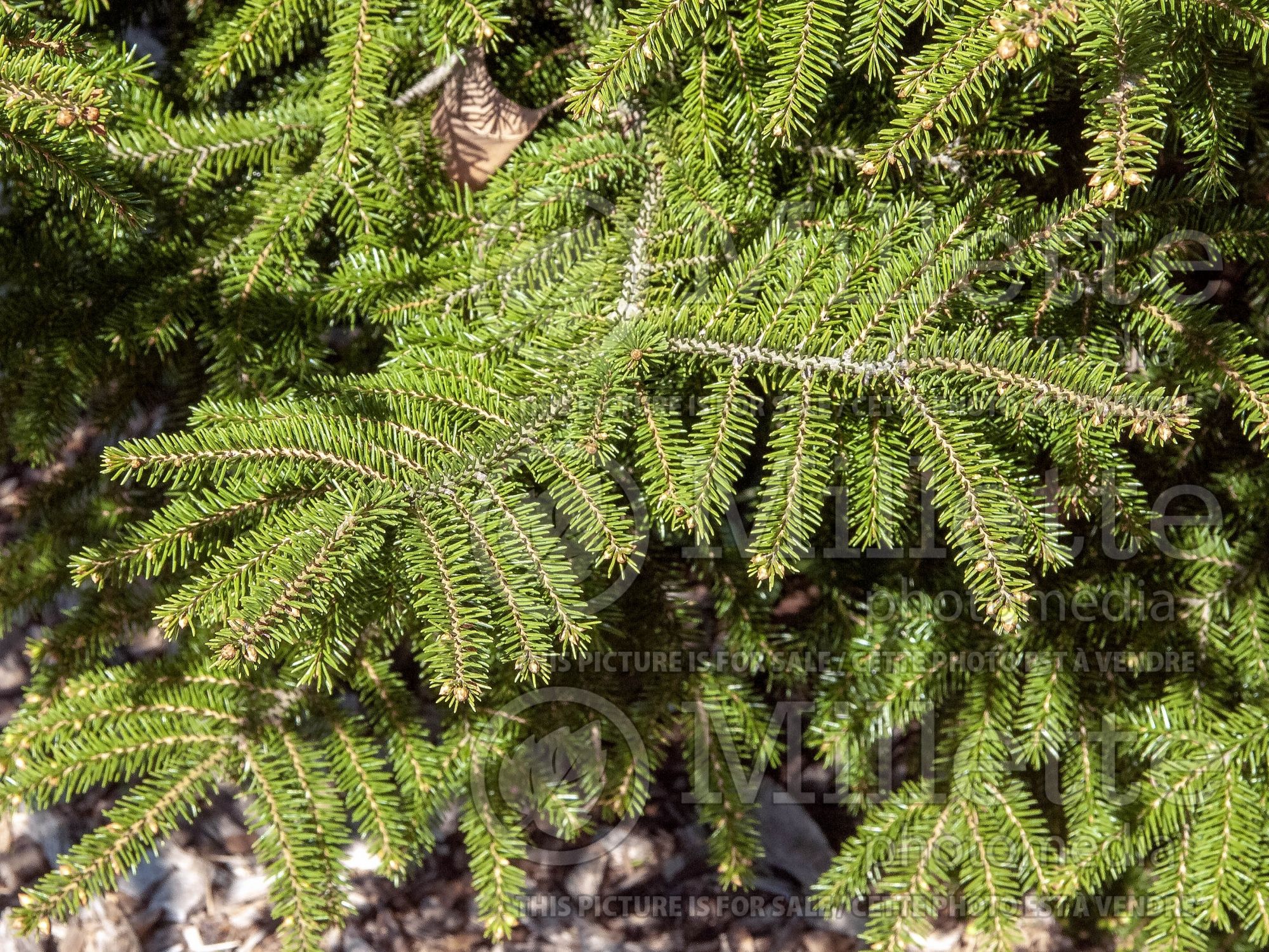 Picea orientalis (Oriental spruce or Caucasian spruce) 3