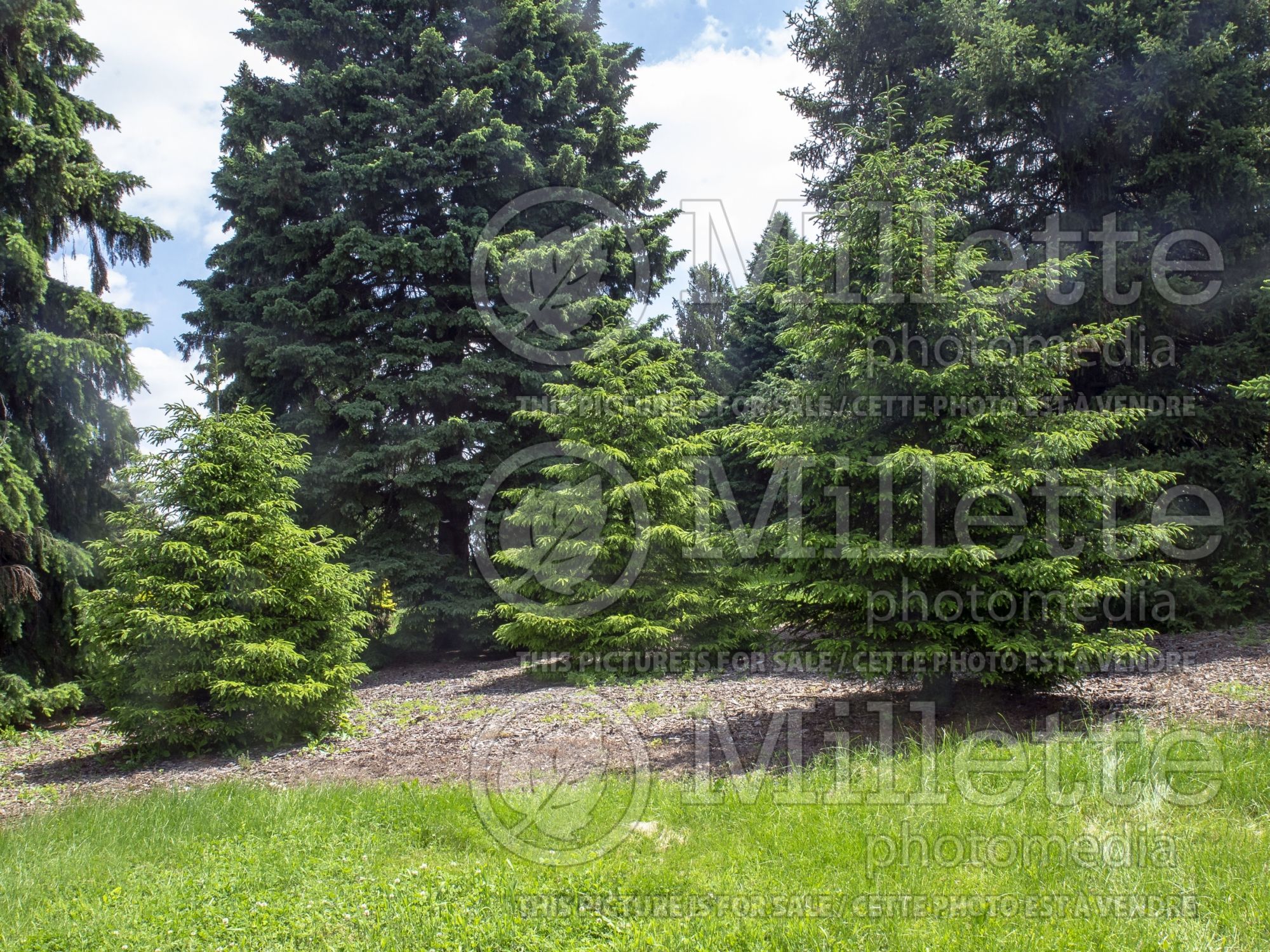 Picea orientalis (Oriental spruce or Caucasian spruce) 2