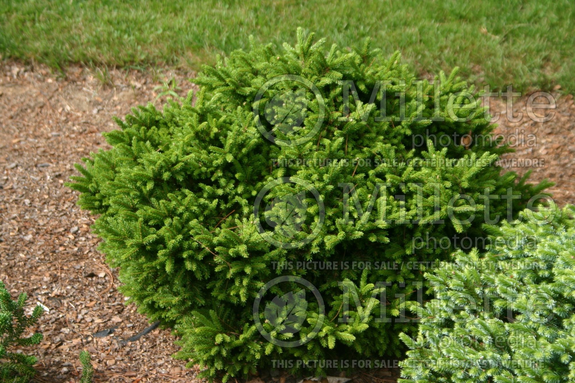 Picea Mount Vernon aka Mt Vernon (Oriental Spruce conifer - épinette) 1