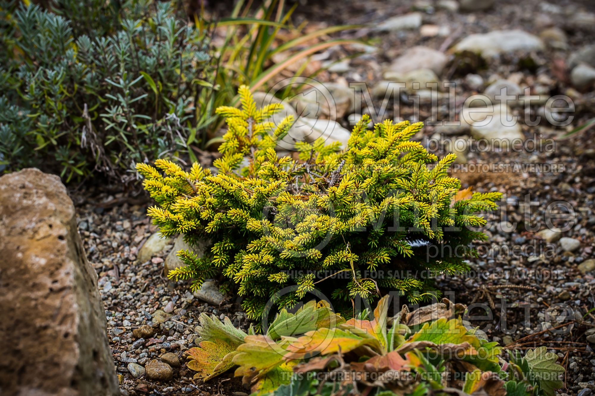 Picea Tom Thumb (Oriental Spruce conifer - épinette) 4