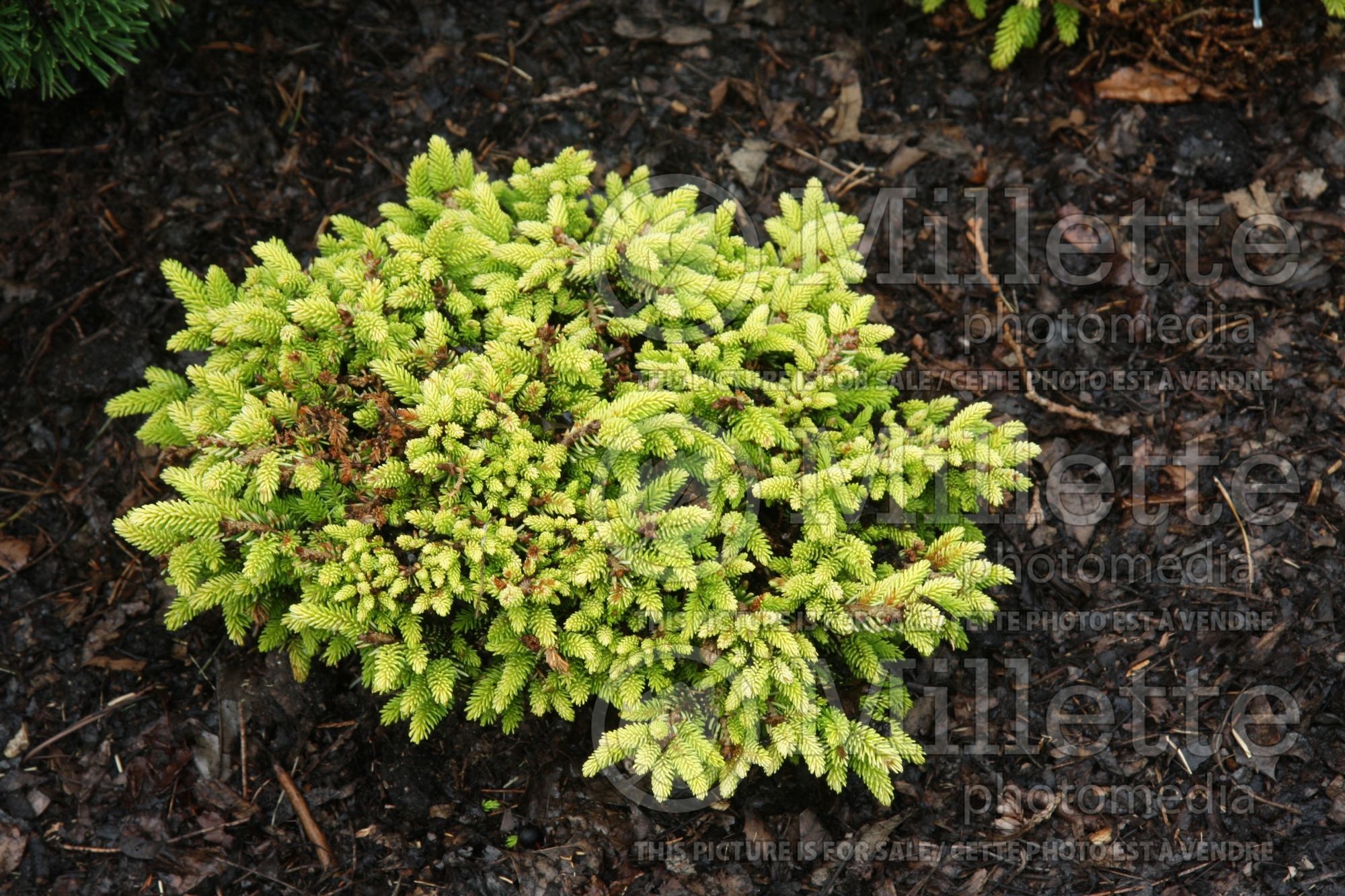 Picea Tom Thumb (Oriental Spruce conifer - épinette) 3