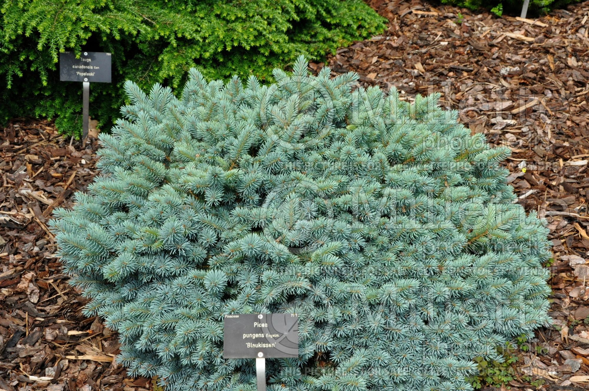 Picea Blaukissen (Oriental Spruce conifer - épinette) 1