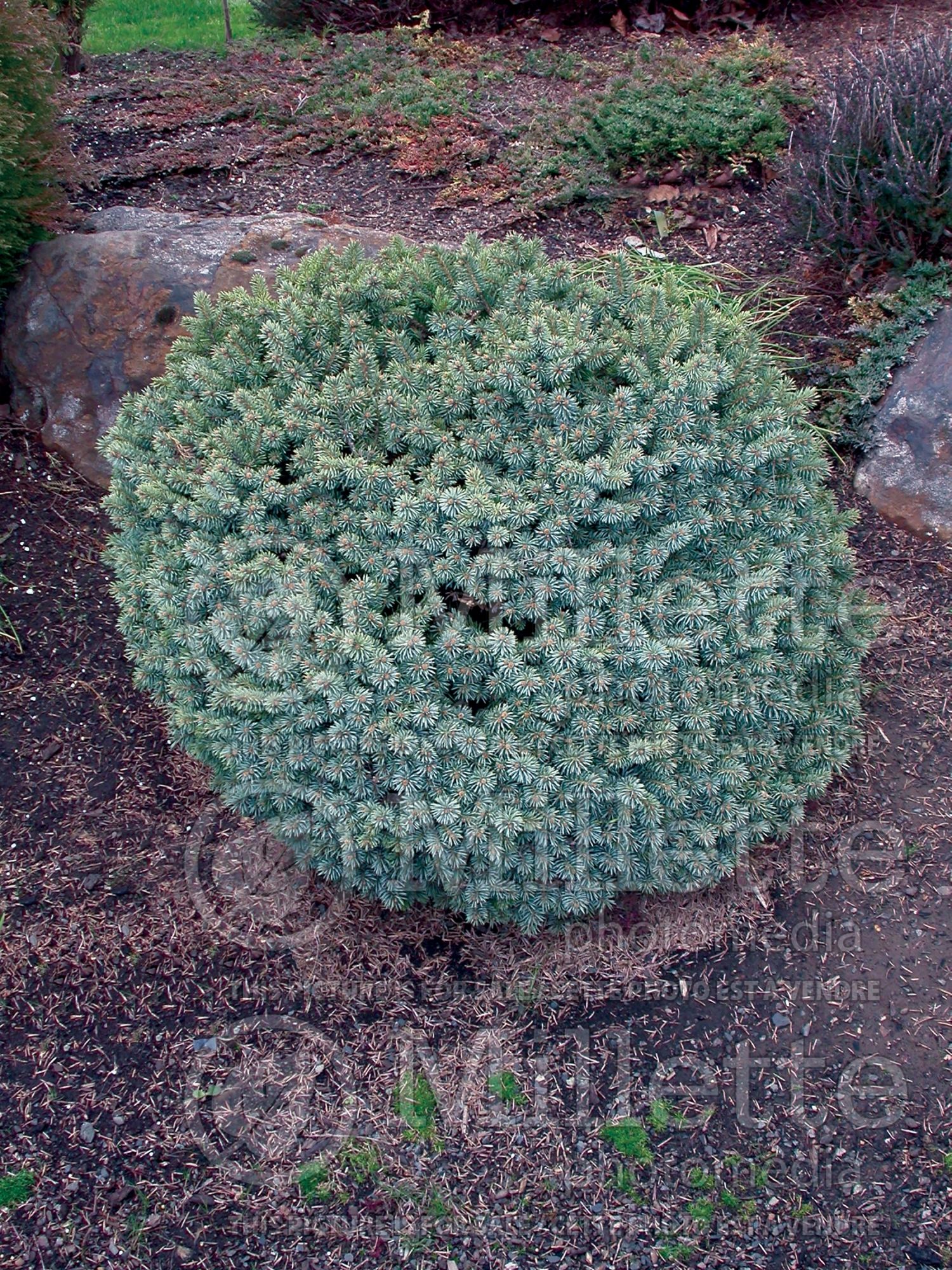 Picea Blue Pearl (Oriental Spruce conifer - épinette) 3