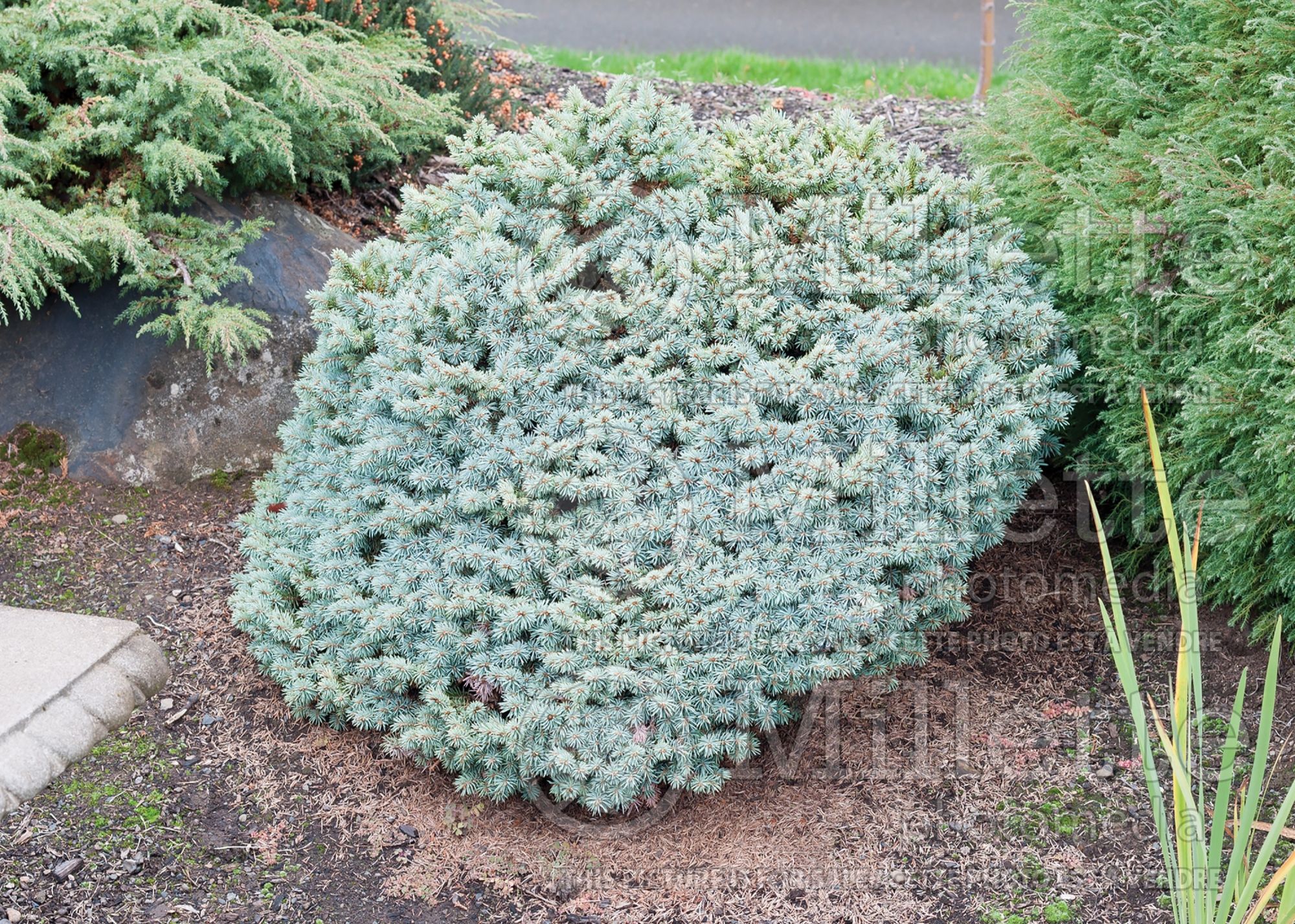 Picea Blue Pearl (Oriental Spruce conifer - épinette) 4