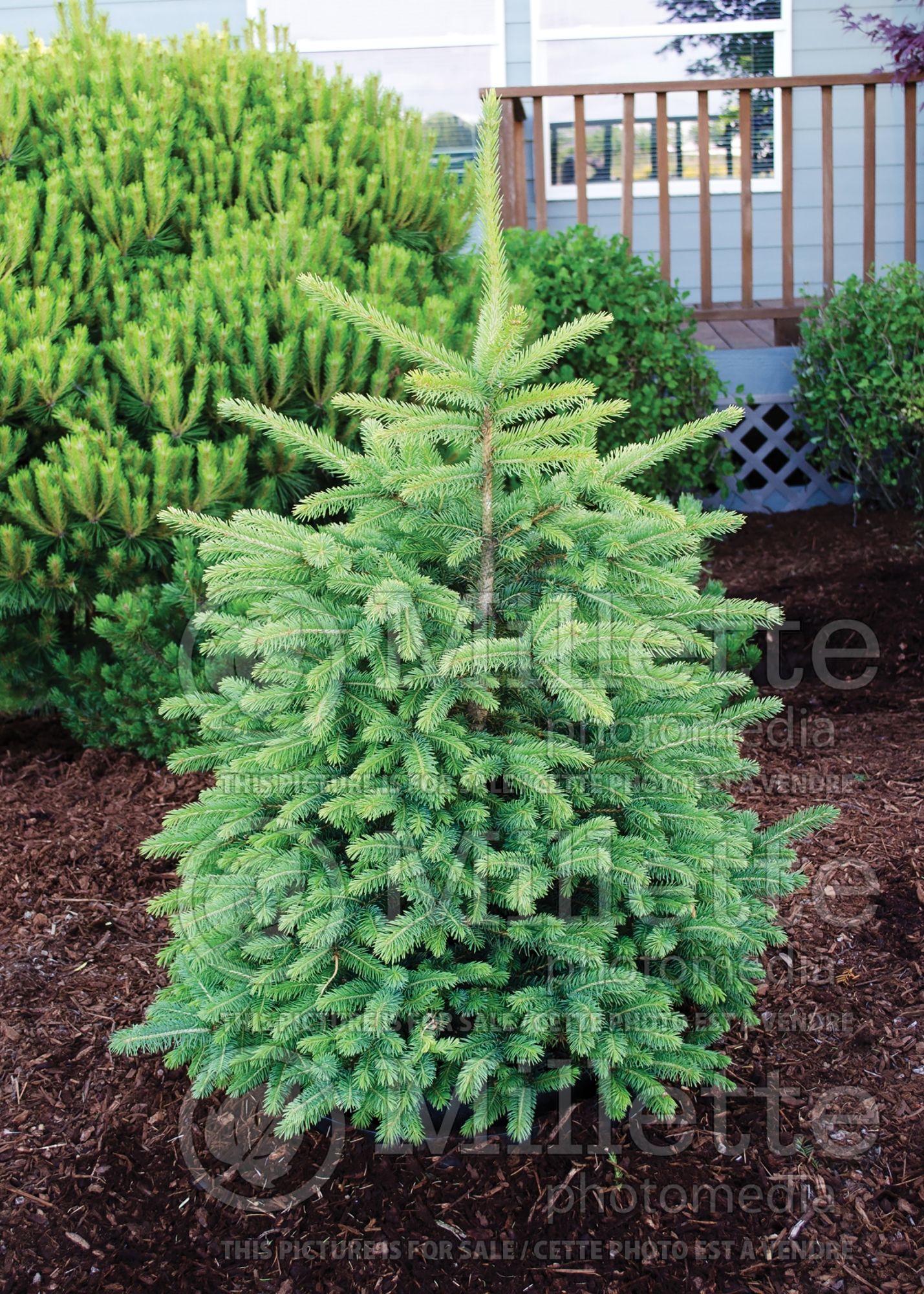 Picea Candlelight (Serbian spruce Mountain Spruce conifer) 1
