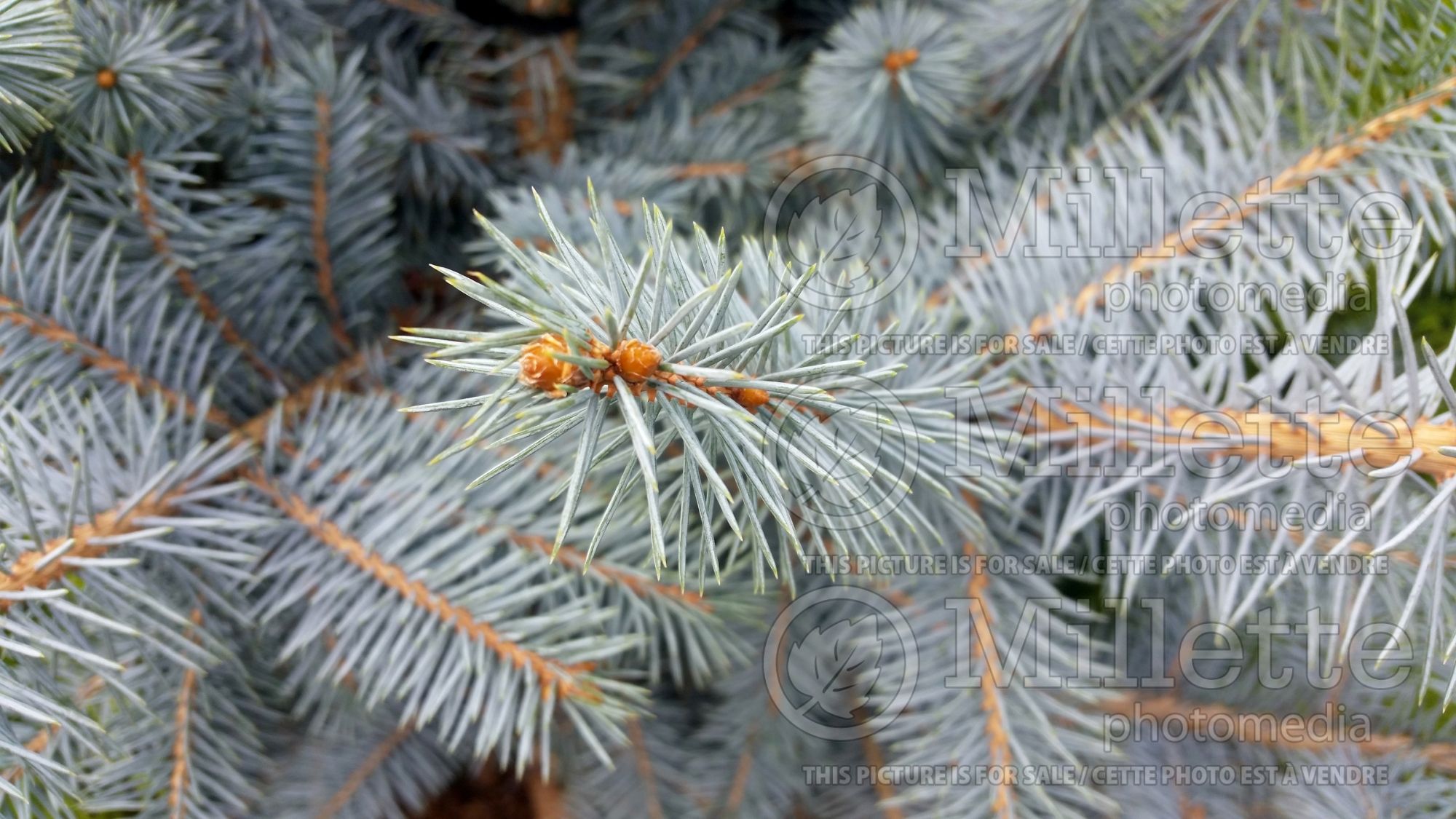 Picea Edith (Serbian spruce Mountain Spruce conifer - épinette) 2