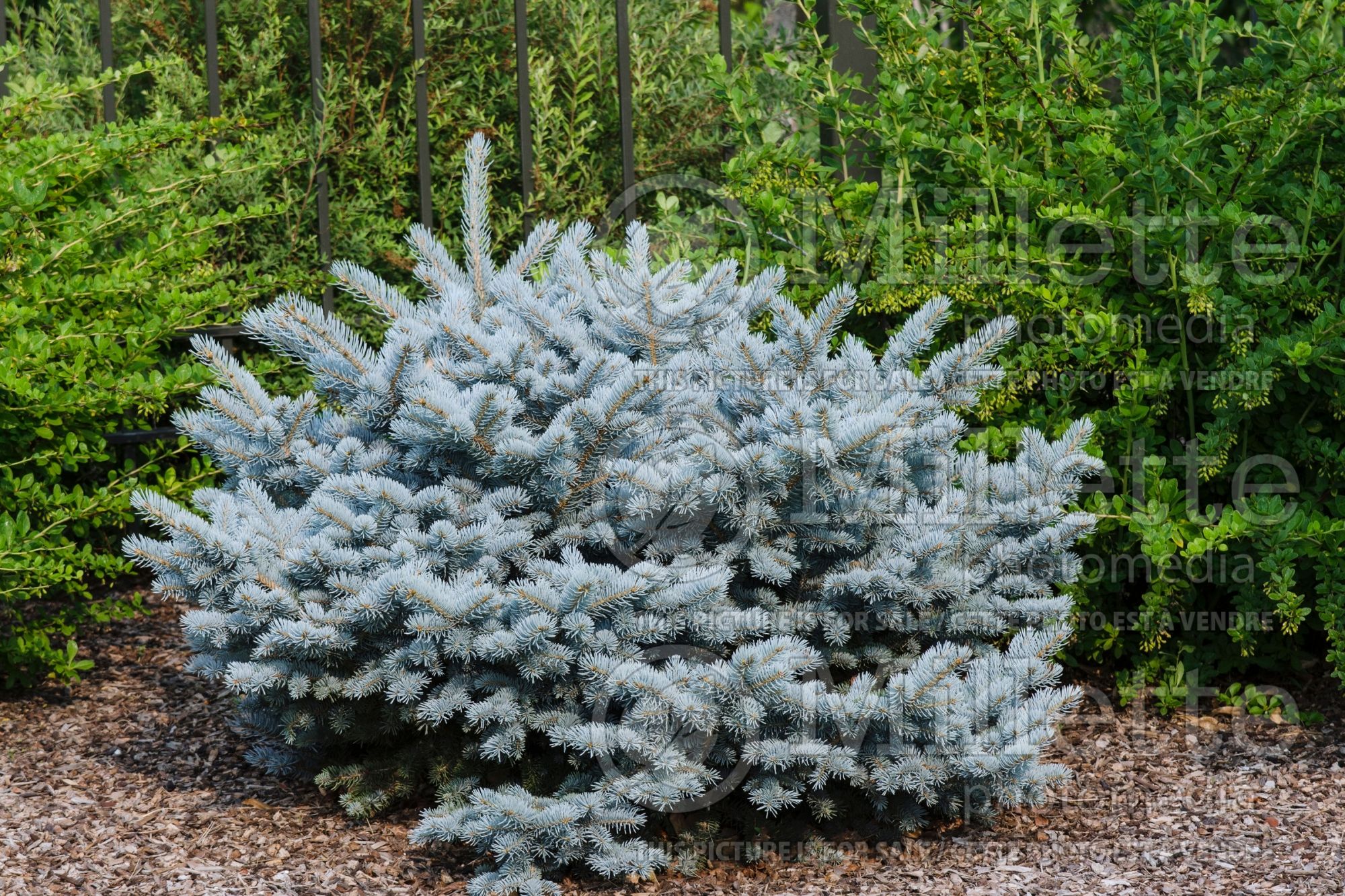 Picea Glauca Globosa (Spruce conifer) 17