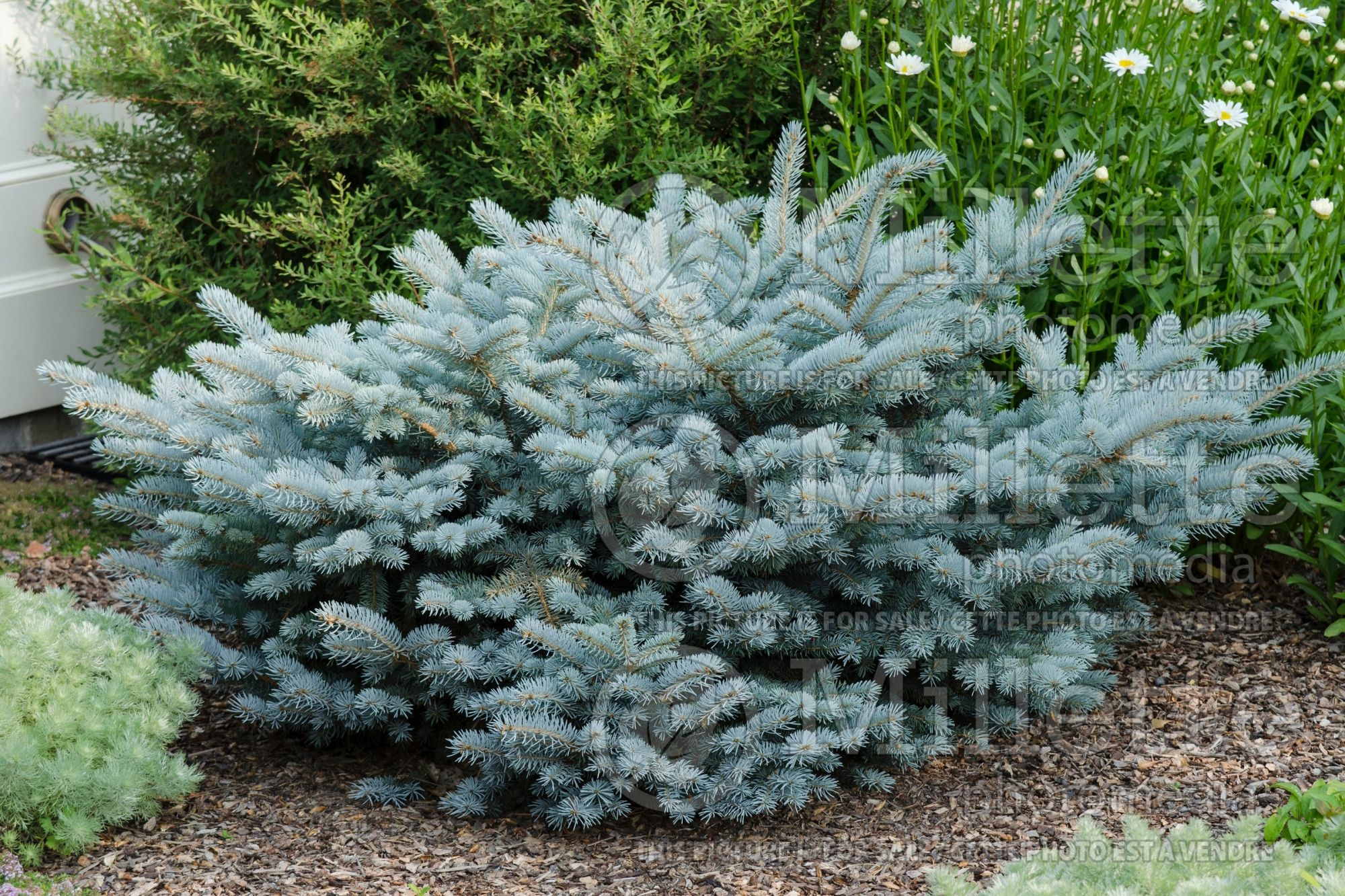 Picea Glauca Globosa (Spruce conifer) 18