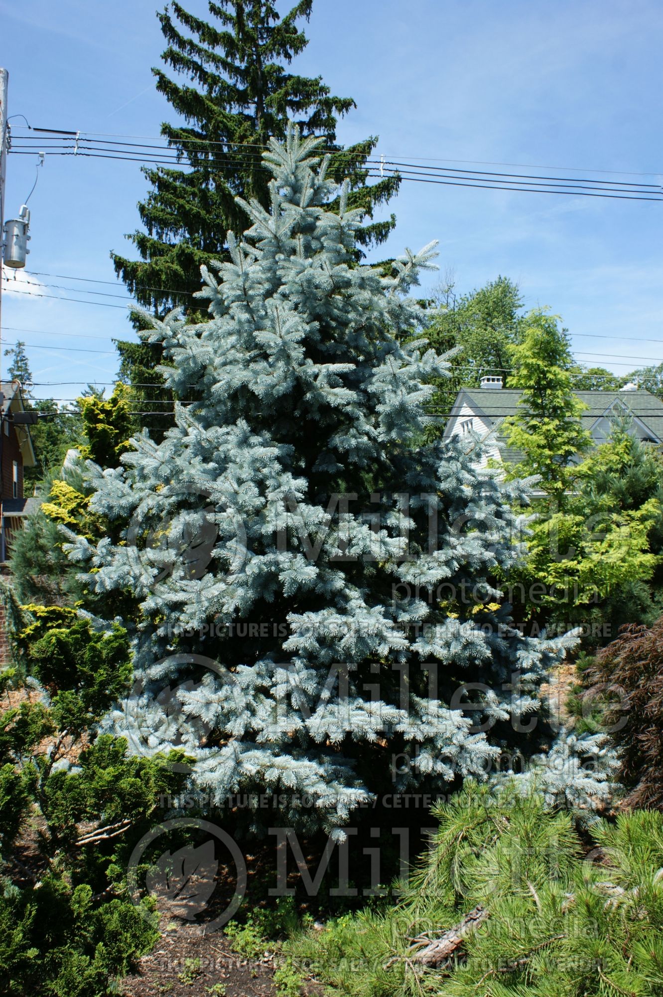 Picea Hoopsii (Serbian spruce Mountain Spruce conifer) 6