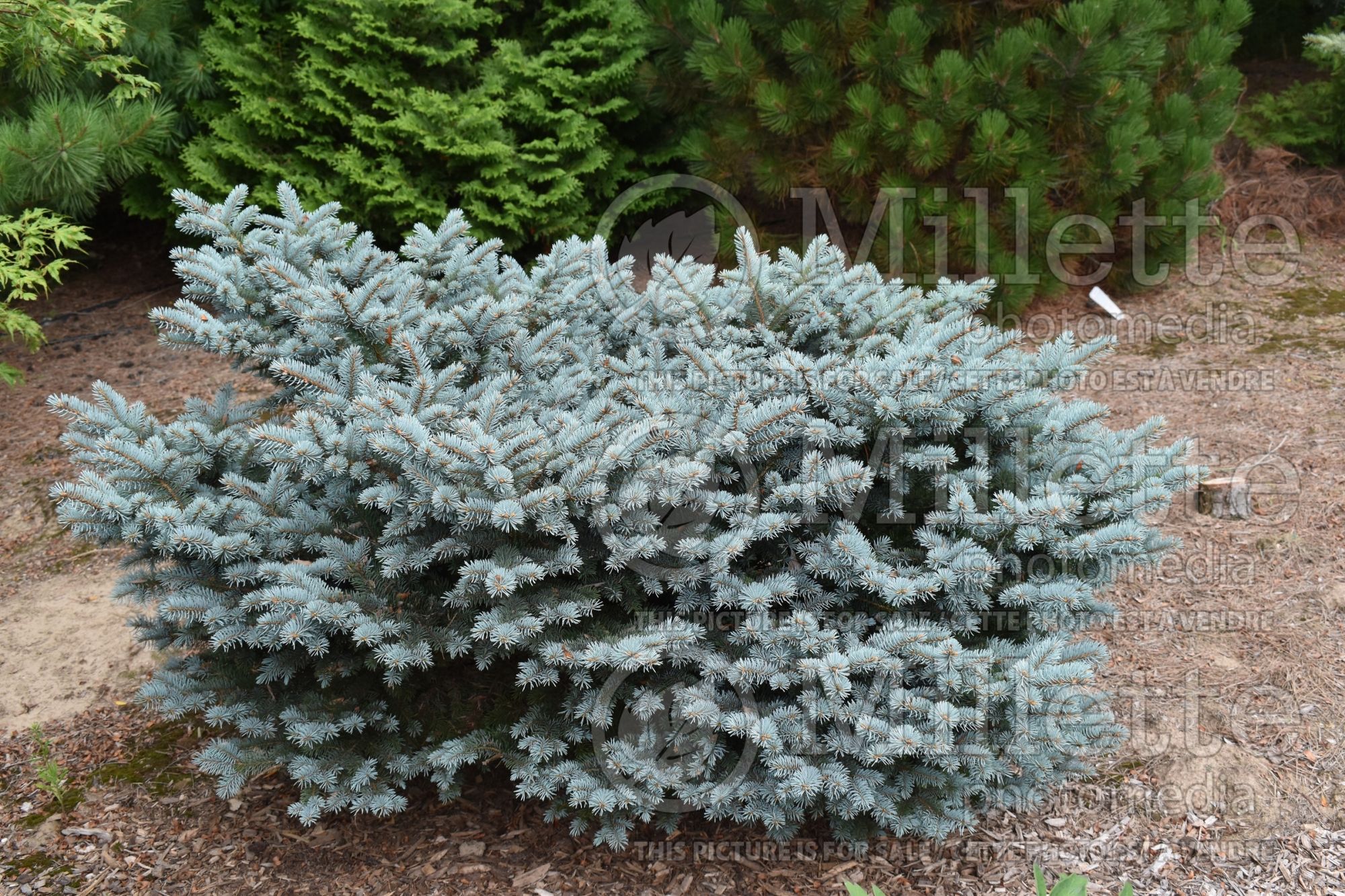 Picea Hunnewelliana (Serbian spruce Mountain Spruce conifer) 5