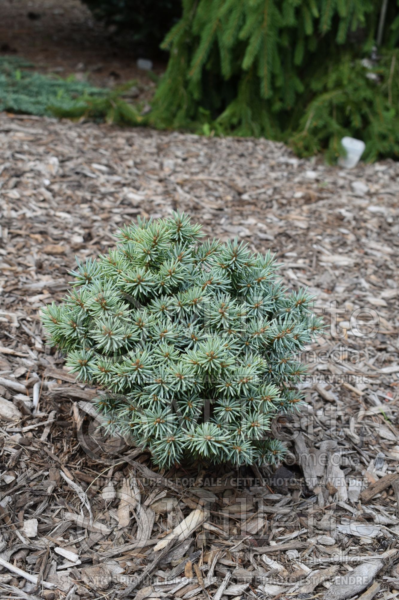 Picea Pali (Spruce conifer - épinette) 1