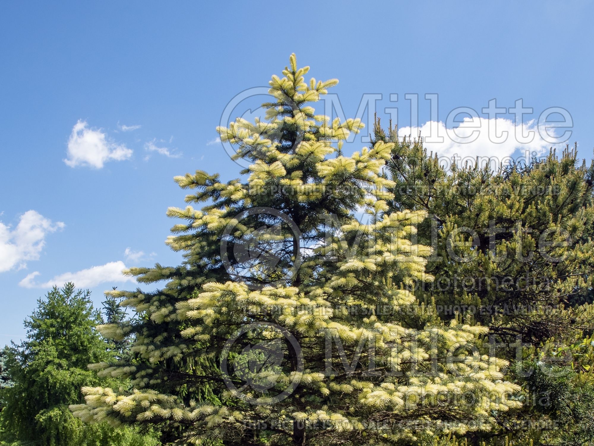 Picea Spring Ghost (Serbian spruce Mountain Spruce conifer) 3