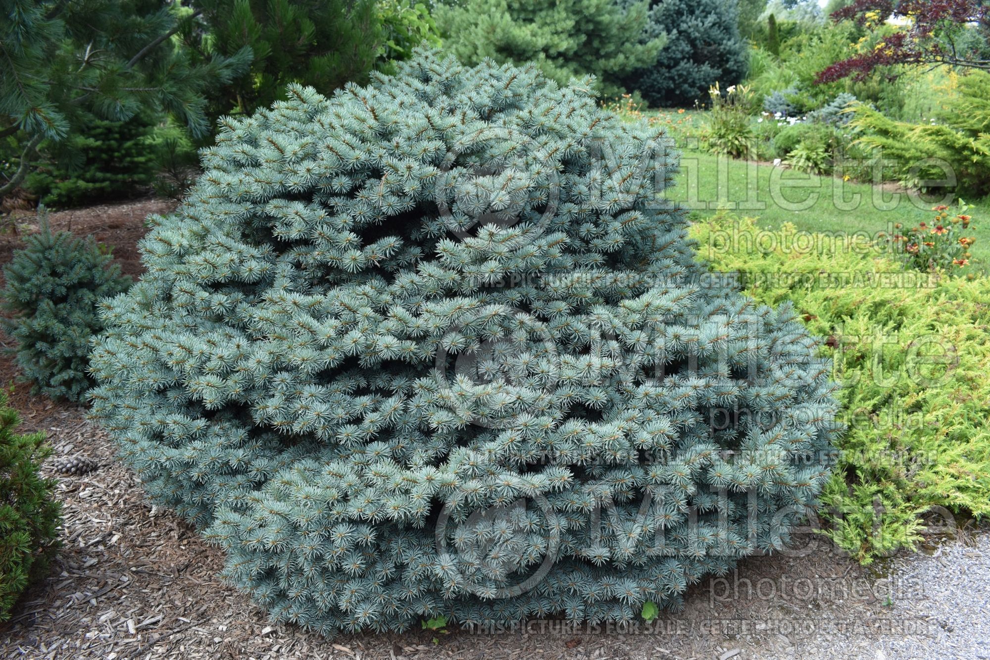 Picea Swifty (Serbian spruce Mountain Spruce conifer) 1