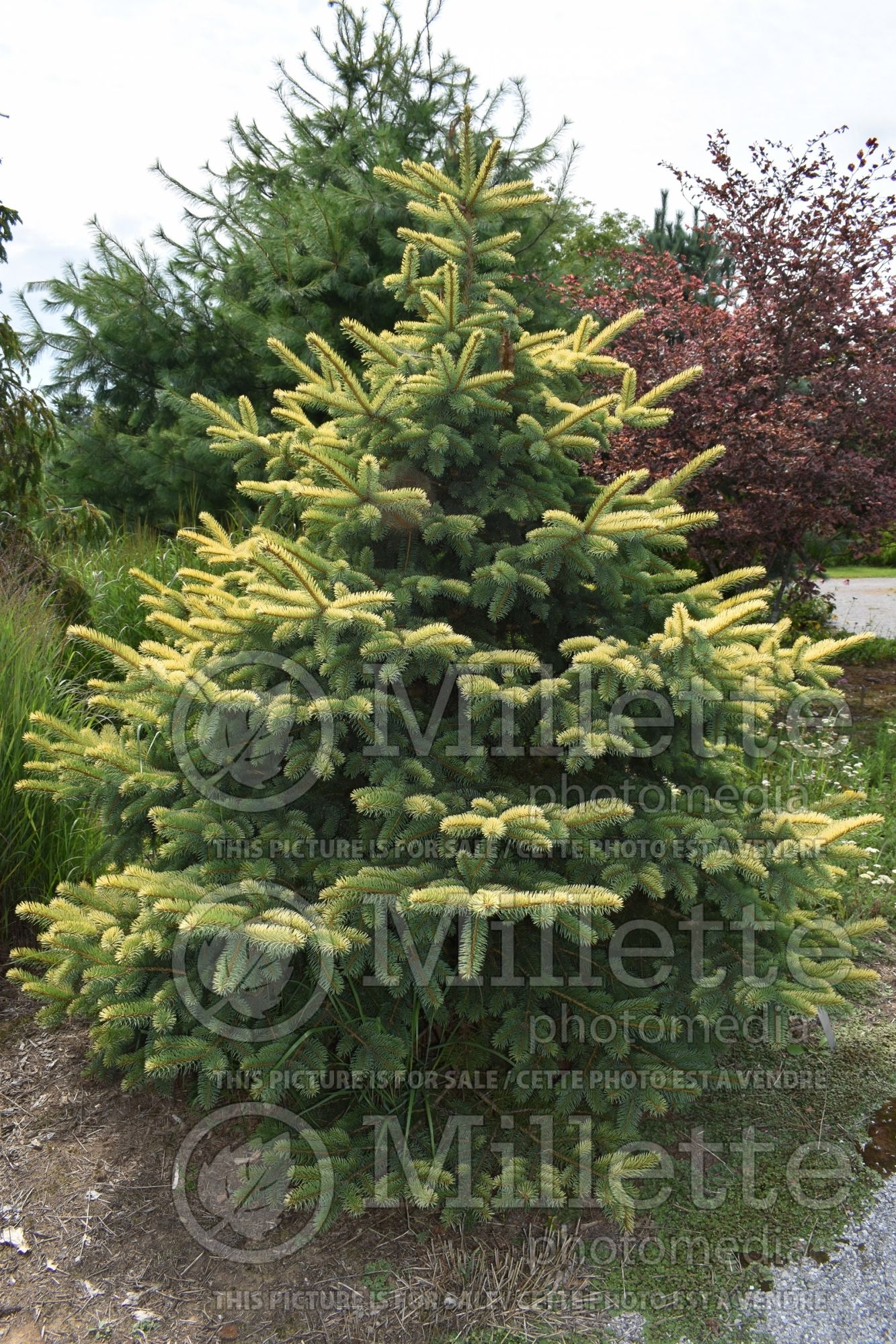 Picea Walnut Glen (Serbian spruce Mountain Spruce conifer) 2