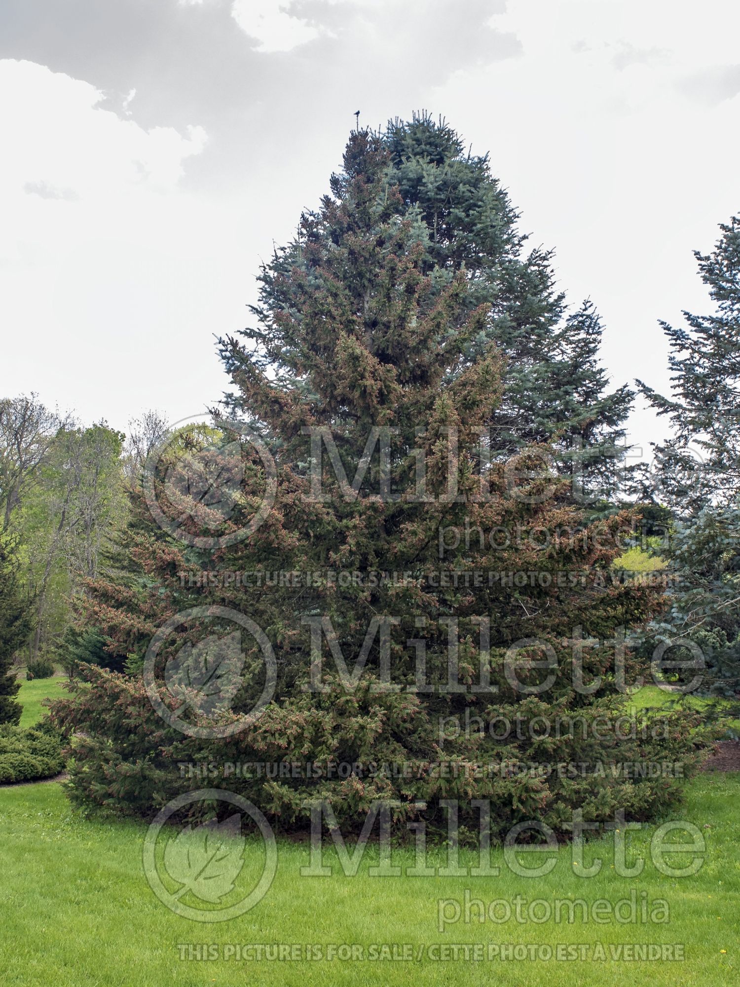 Picea wilsonii (wilson spruce conifer) 1