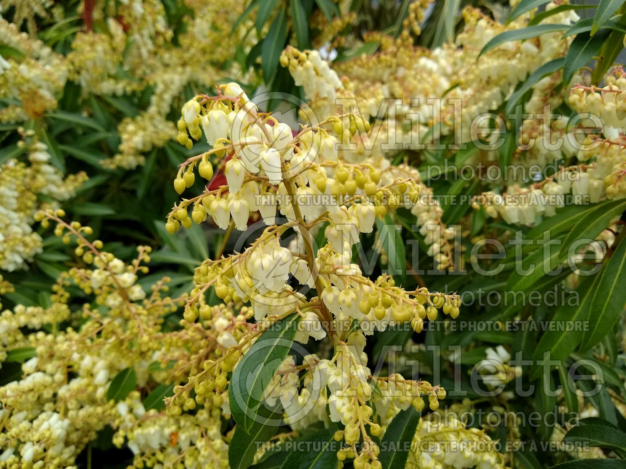 Pieris Forest Flame (Andromeda Pieris) 7