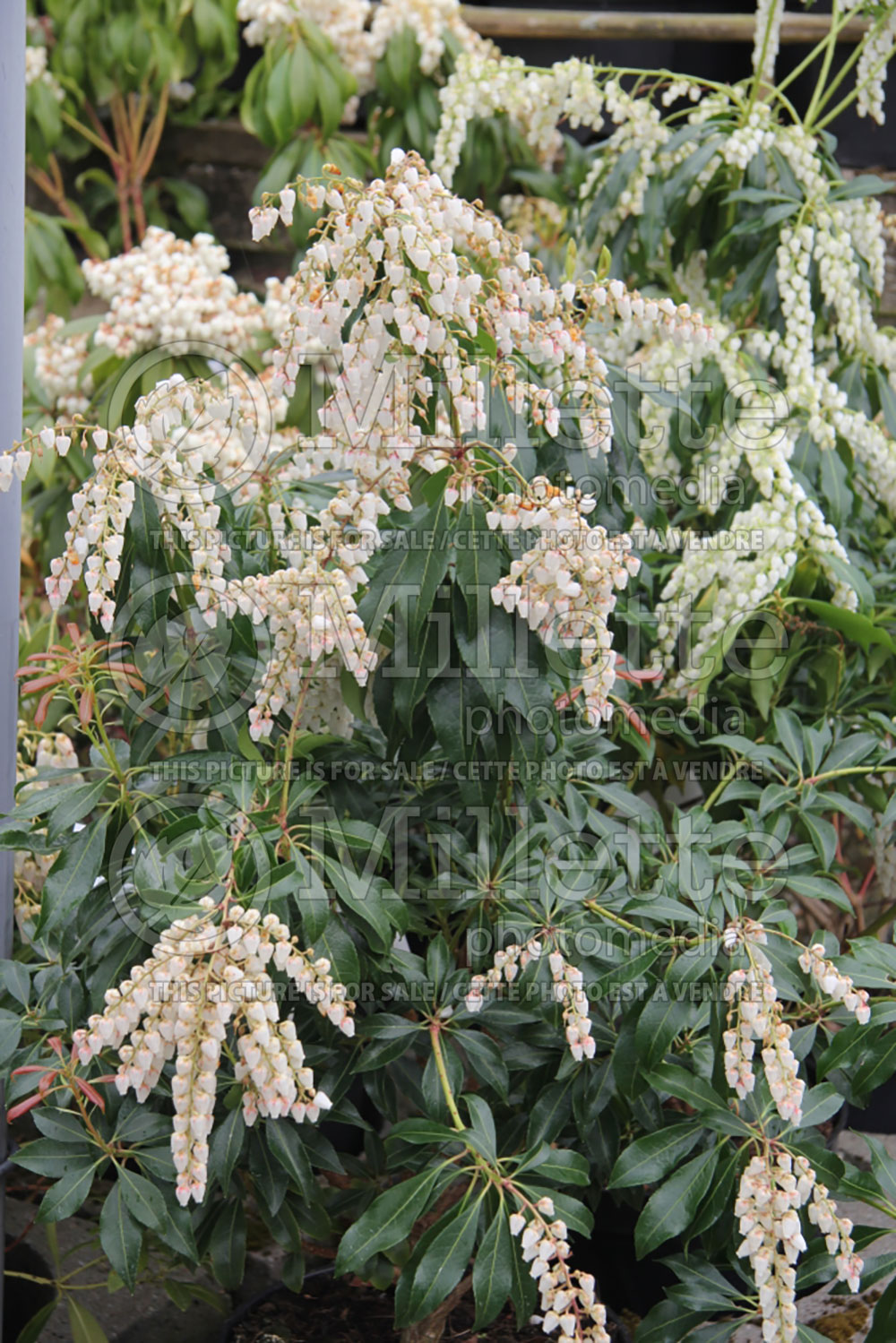 Pieris Dorothy Wyckoff Andromeda Dwarf Lily Of The Valley Pieris
