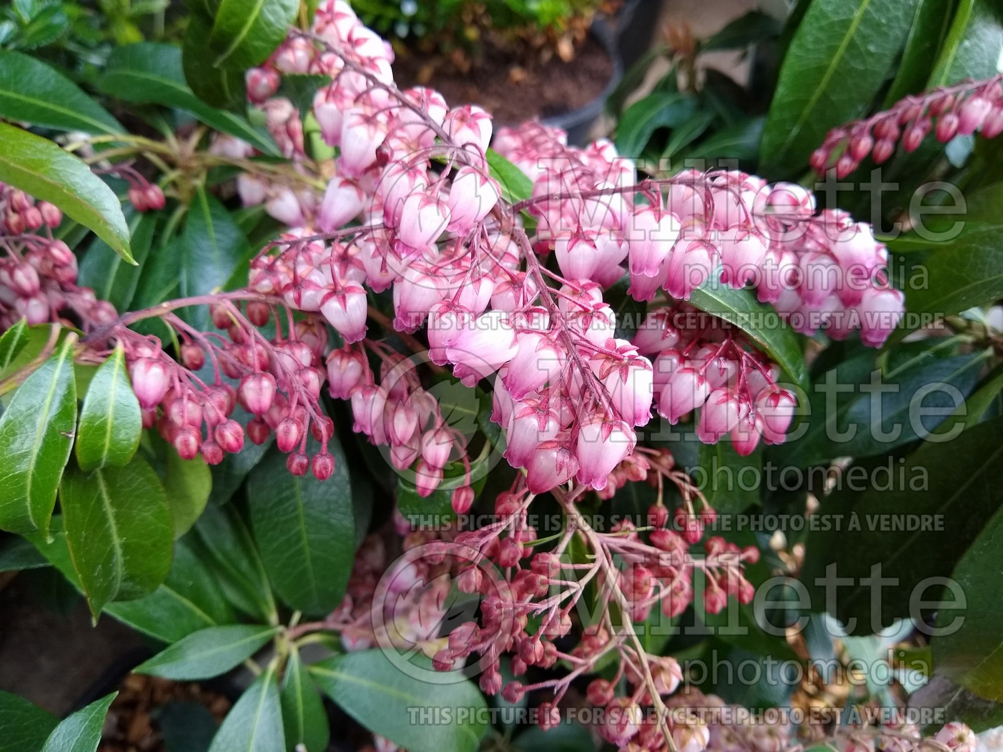 Pieris Katsura (Japanese Andromeda - lily-of-the-valley) 8