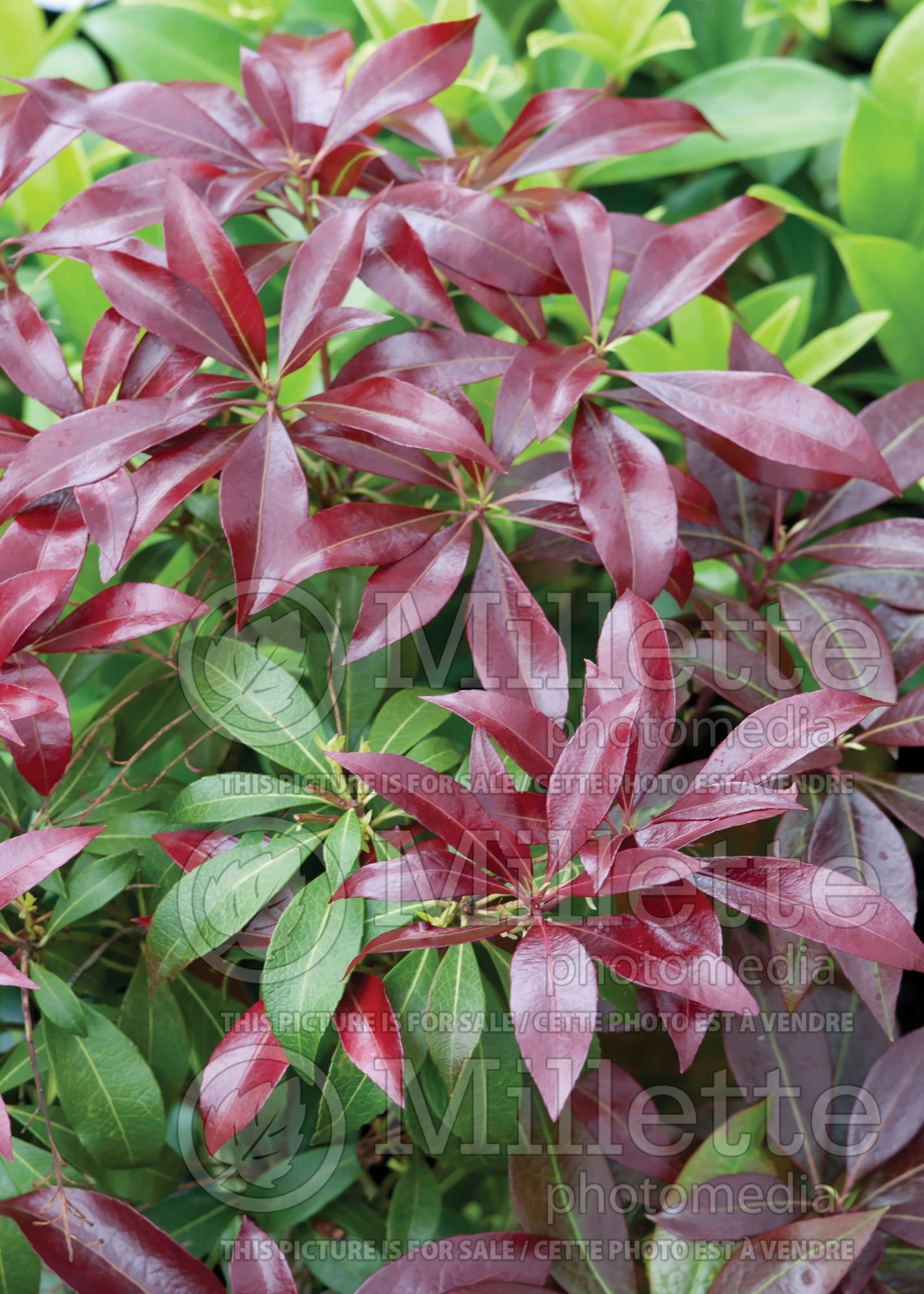 Pieris Katsura (Japanese Andromeda - lily-of-the-valley) 9