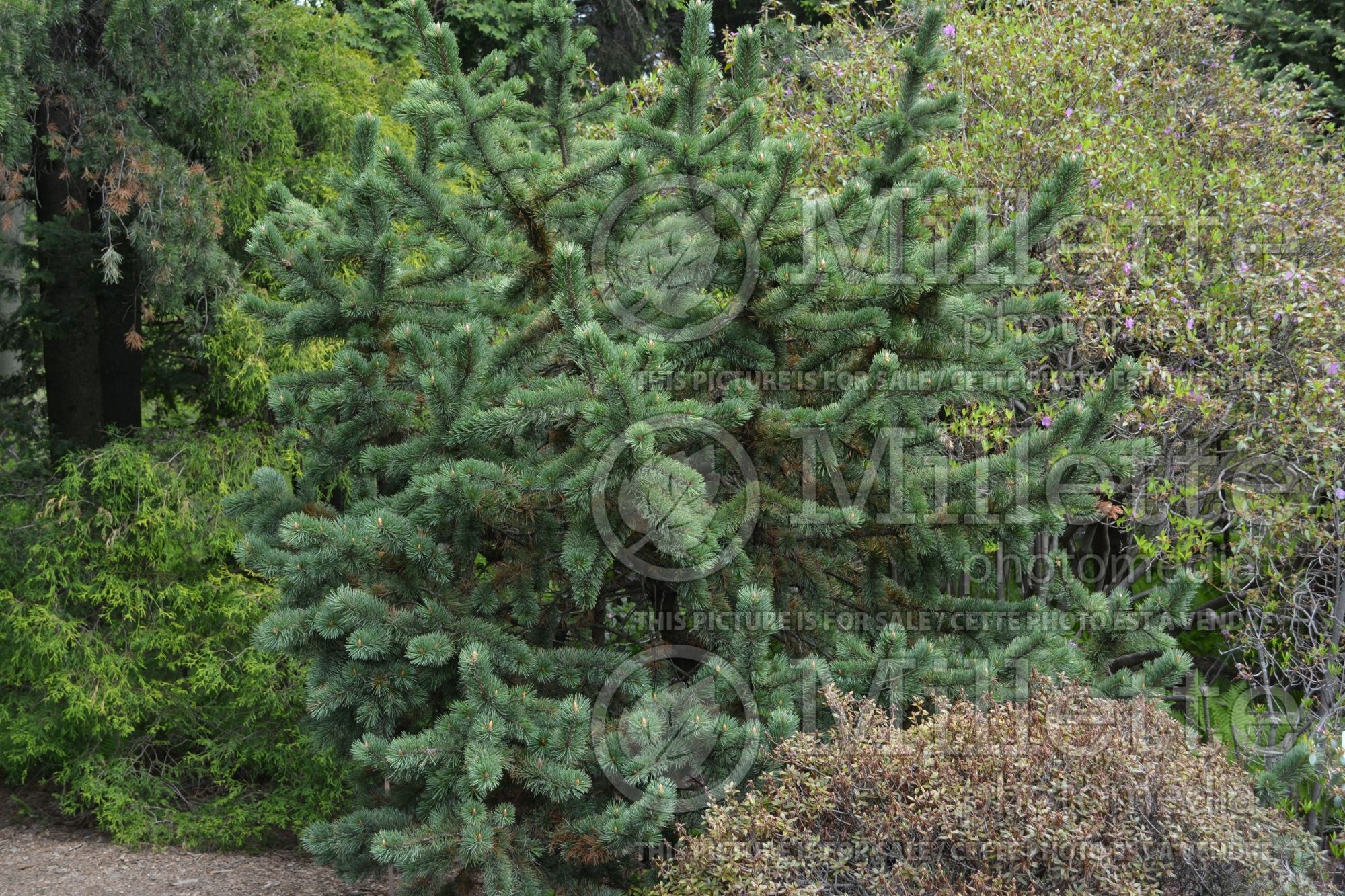 Pinus aristata (Rocky Mountain bristlecone pine conifer) 8