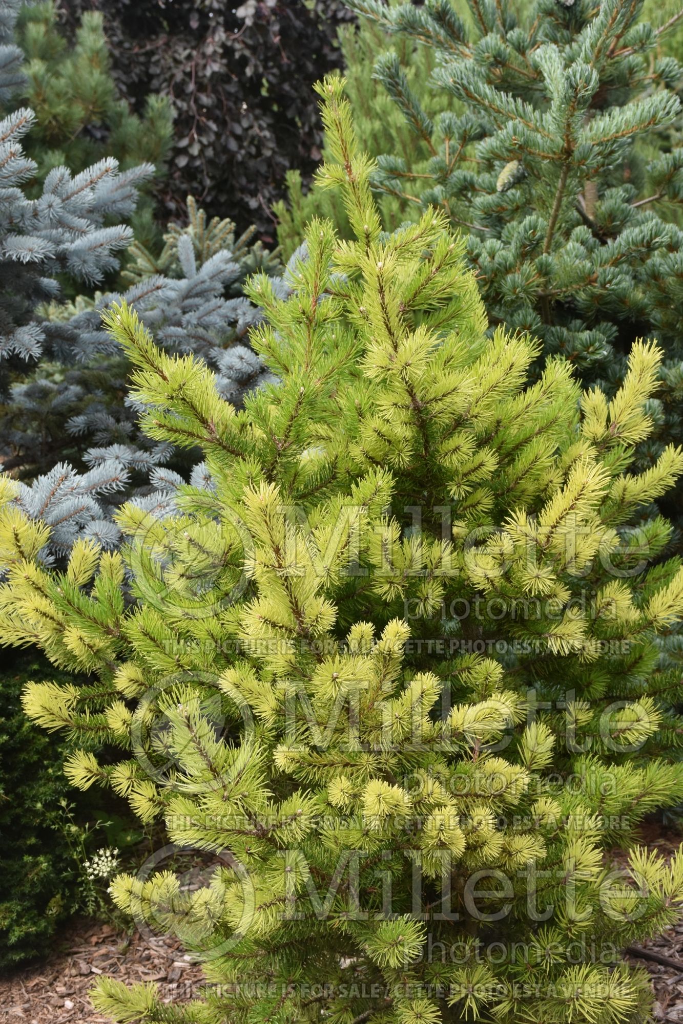 Pinus Angell (jack pine conifer) 1