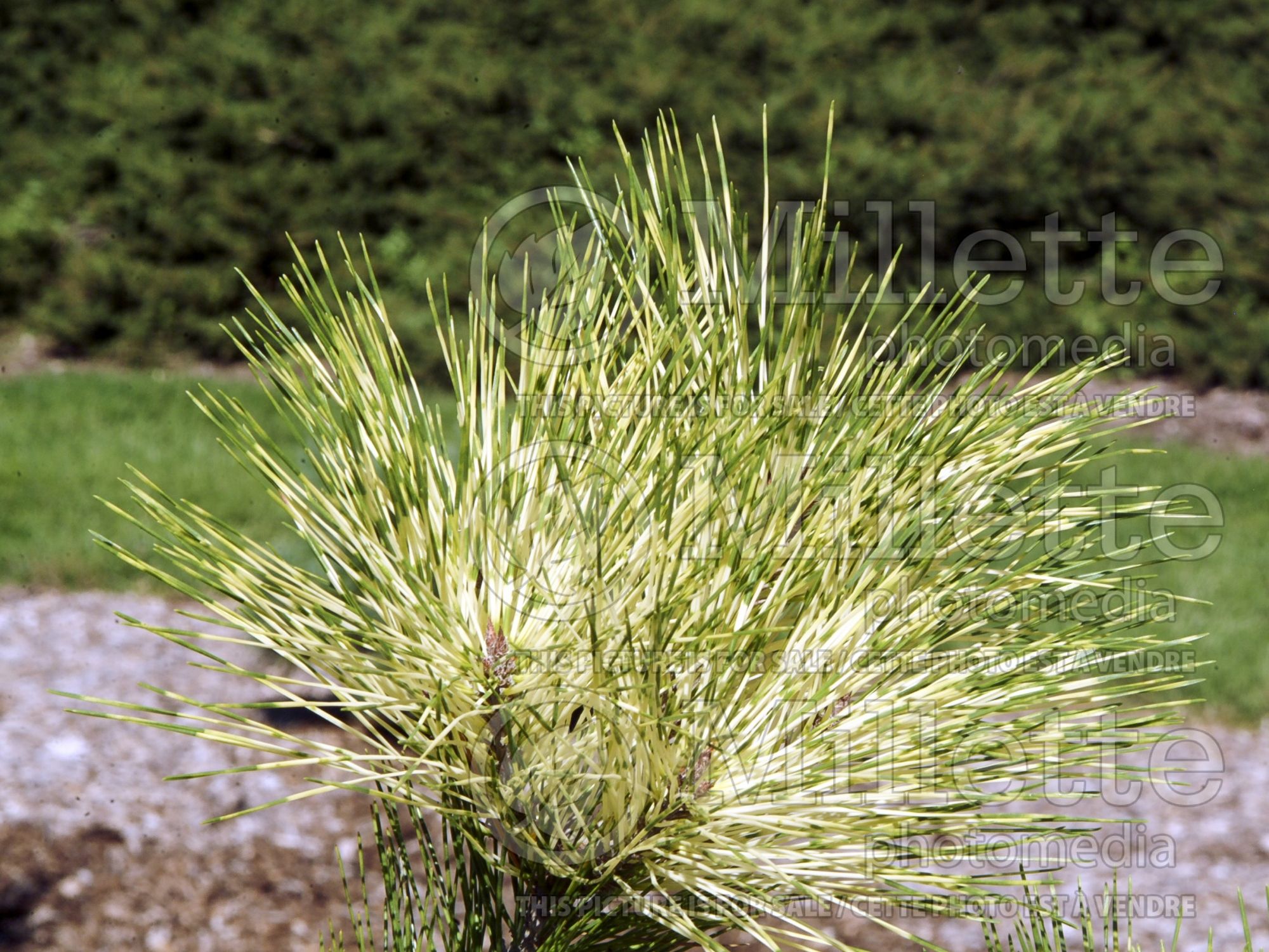 Pinus Golden Ghost (Pine conifer) 4
