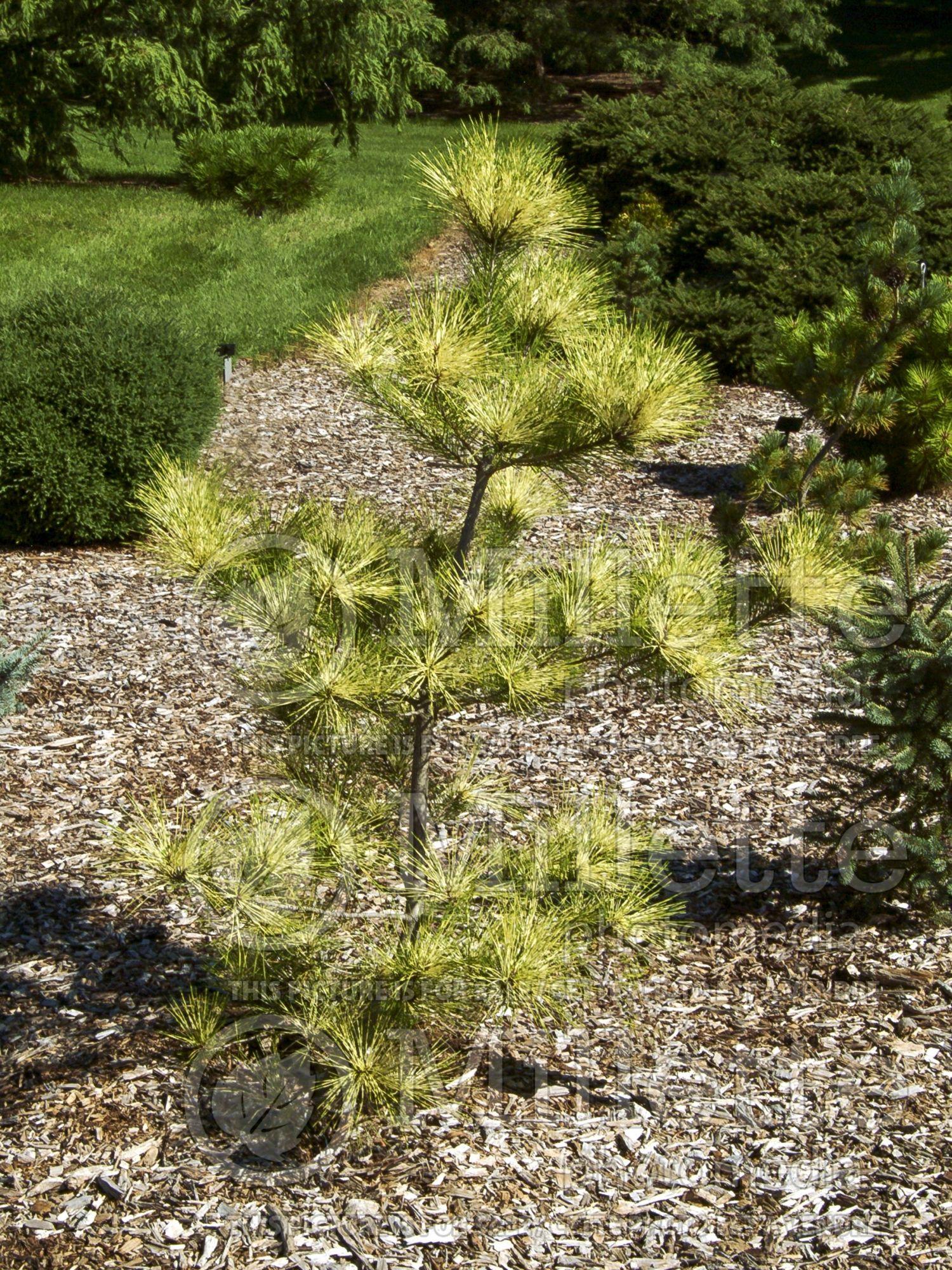 Pinus Golden Ghost (Pine conifer) 2