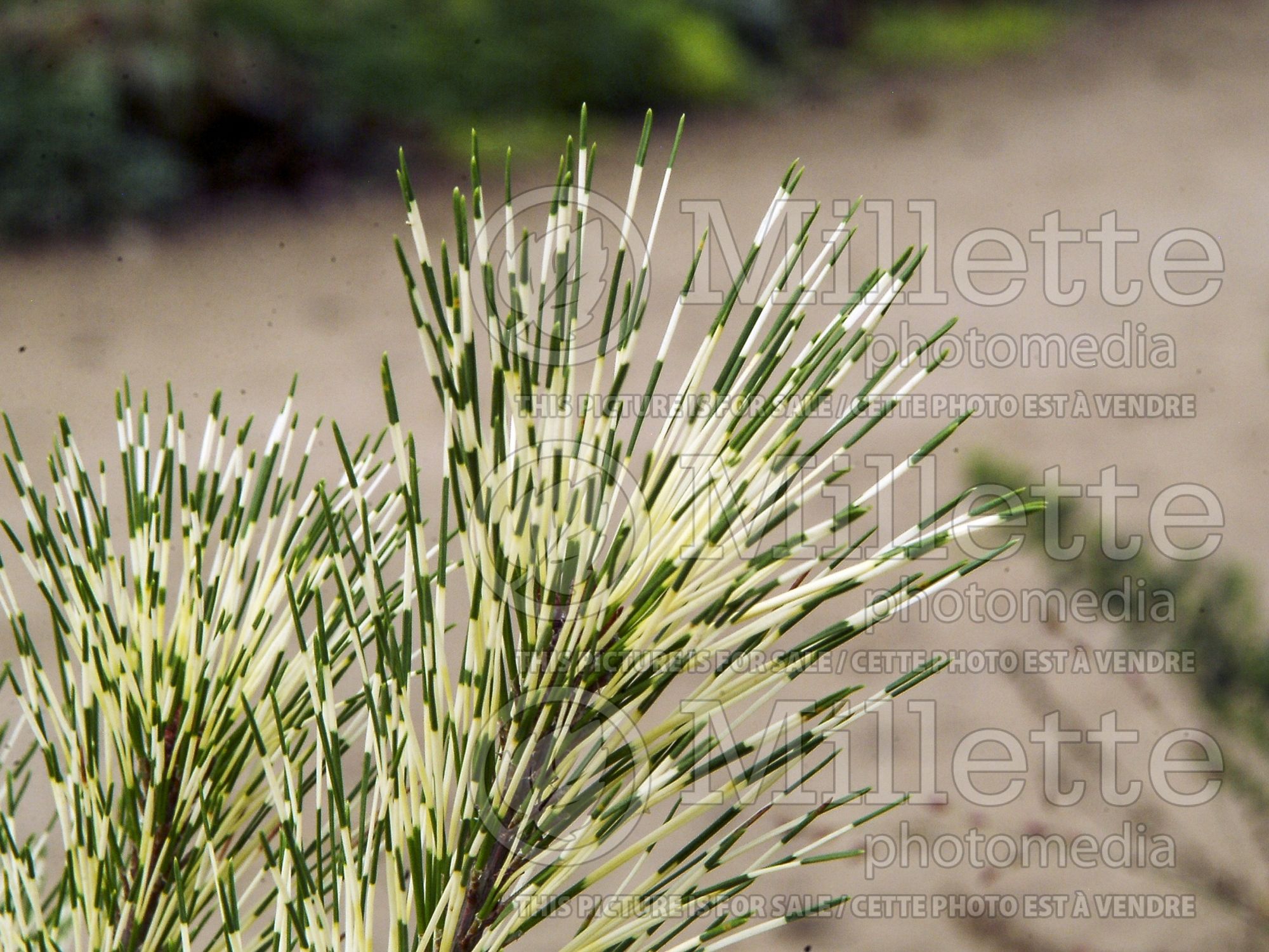 Pinus Golden Ghost (Pine conifer) 3