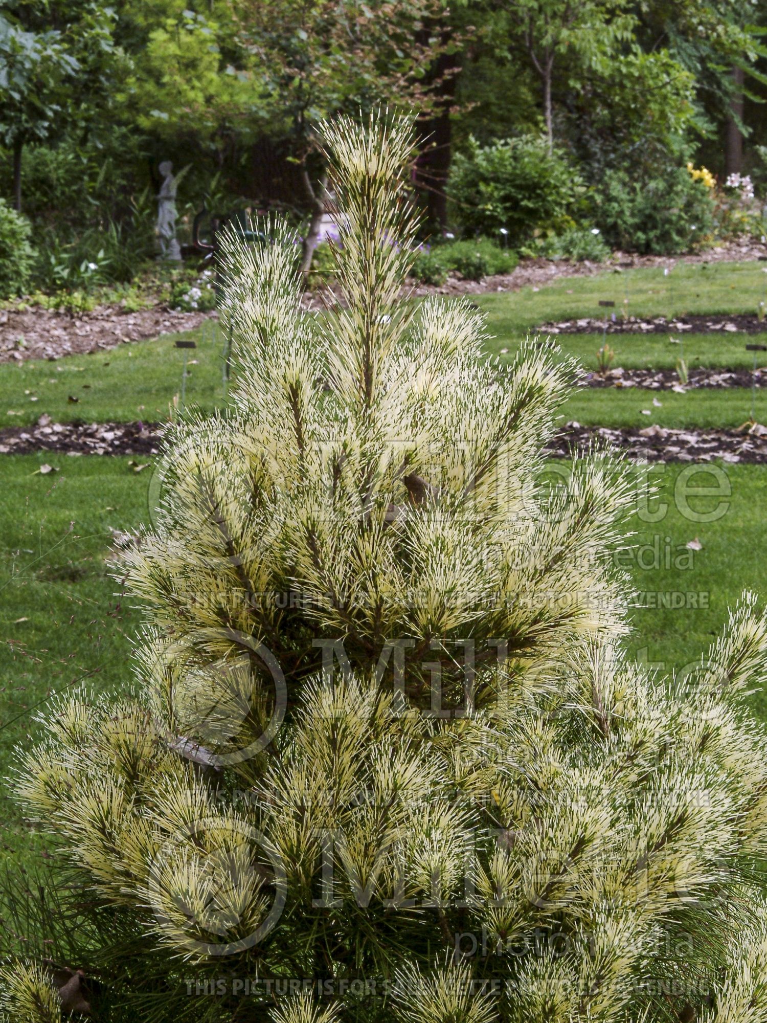 Pinus Golden Ghost (Pine conifer) 1