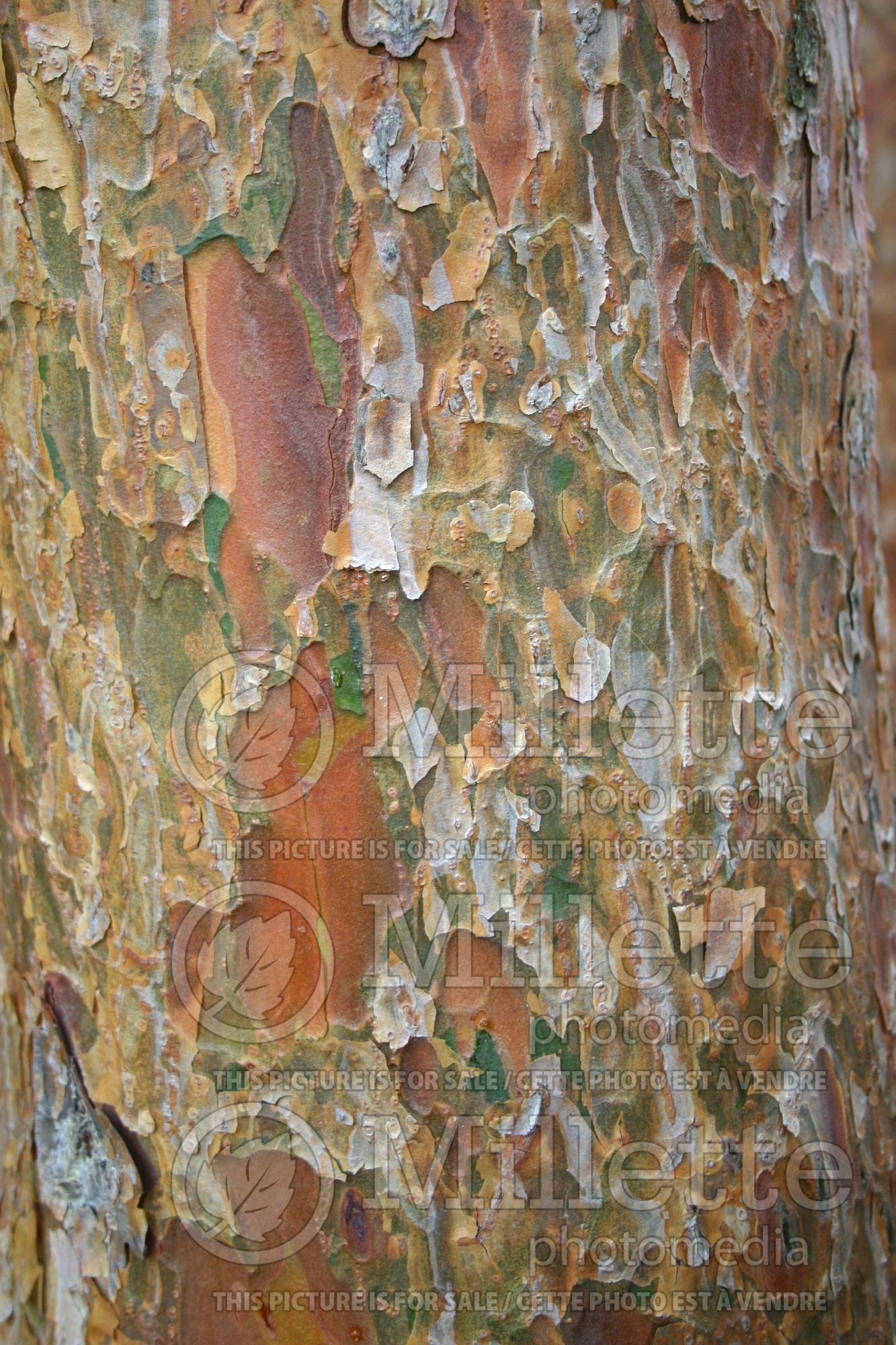 Pinus Umbraculifera aka Tanyosho (Pine conifer) 2
