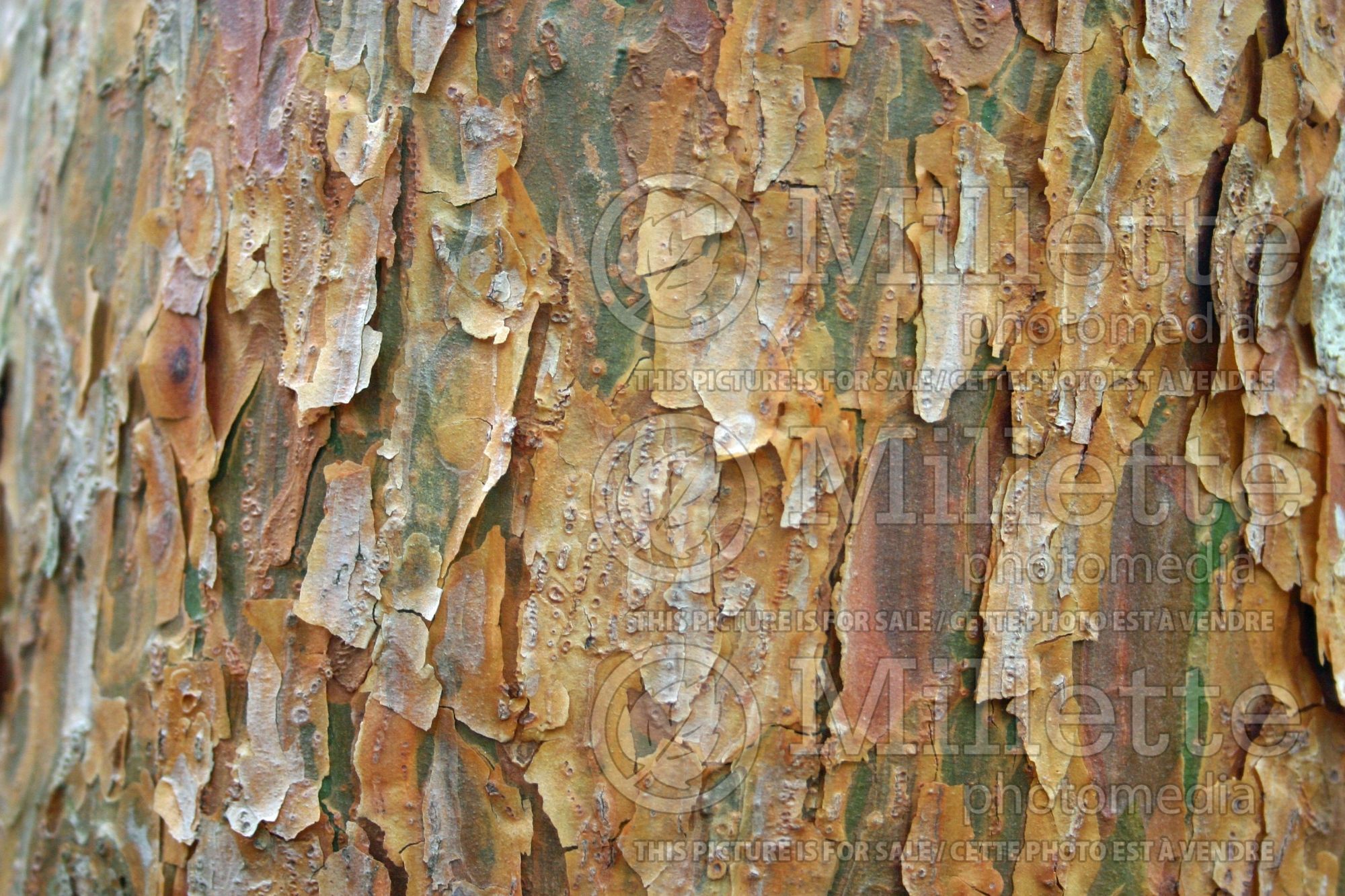 Pinus Umbraculifera aka Tanyosho (Pine conifer) 3