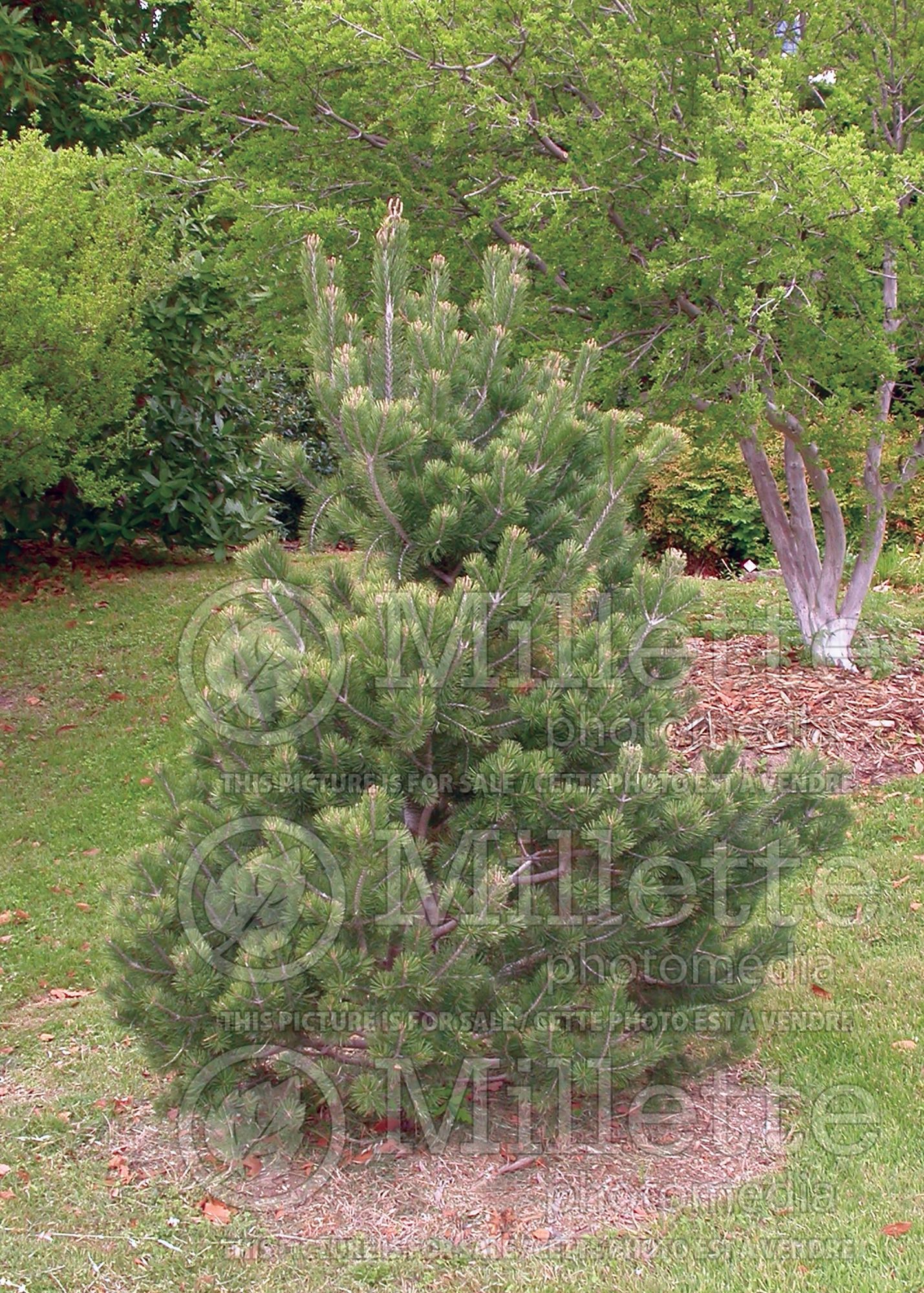 Pinus edulis (Pine Colorado pinyon conifer) 2