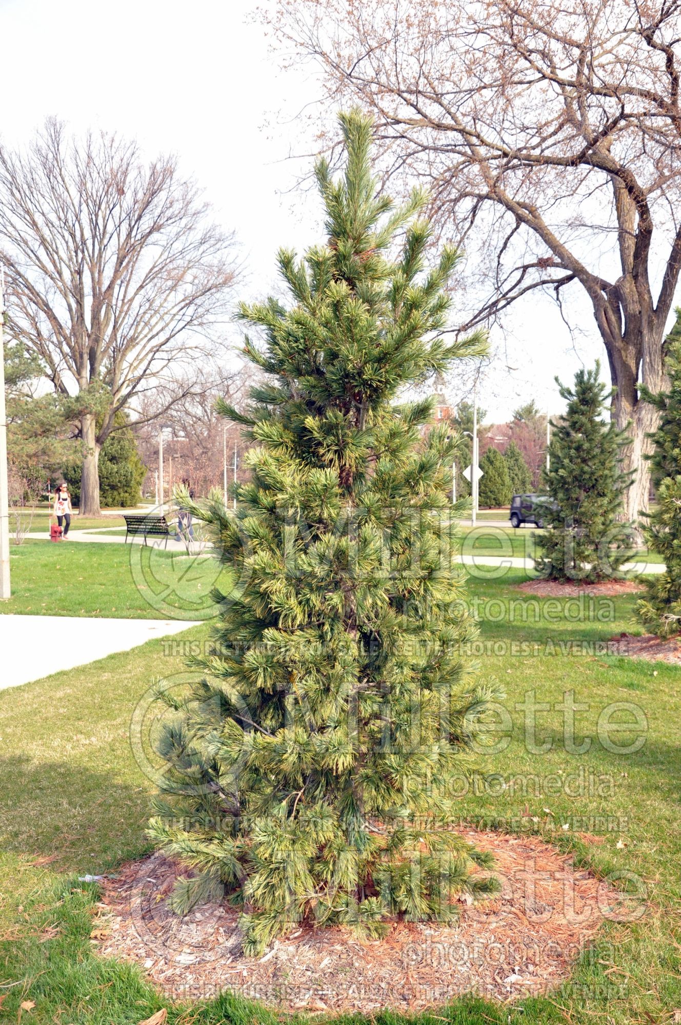 Pinus flexilis (Limber pine conifer) 1