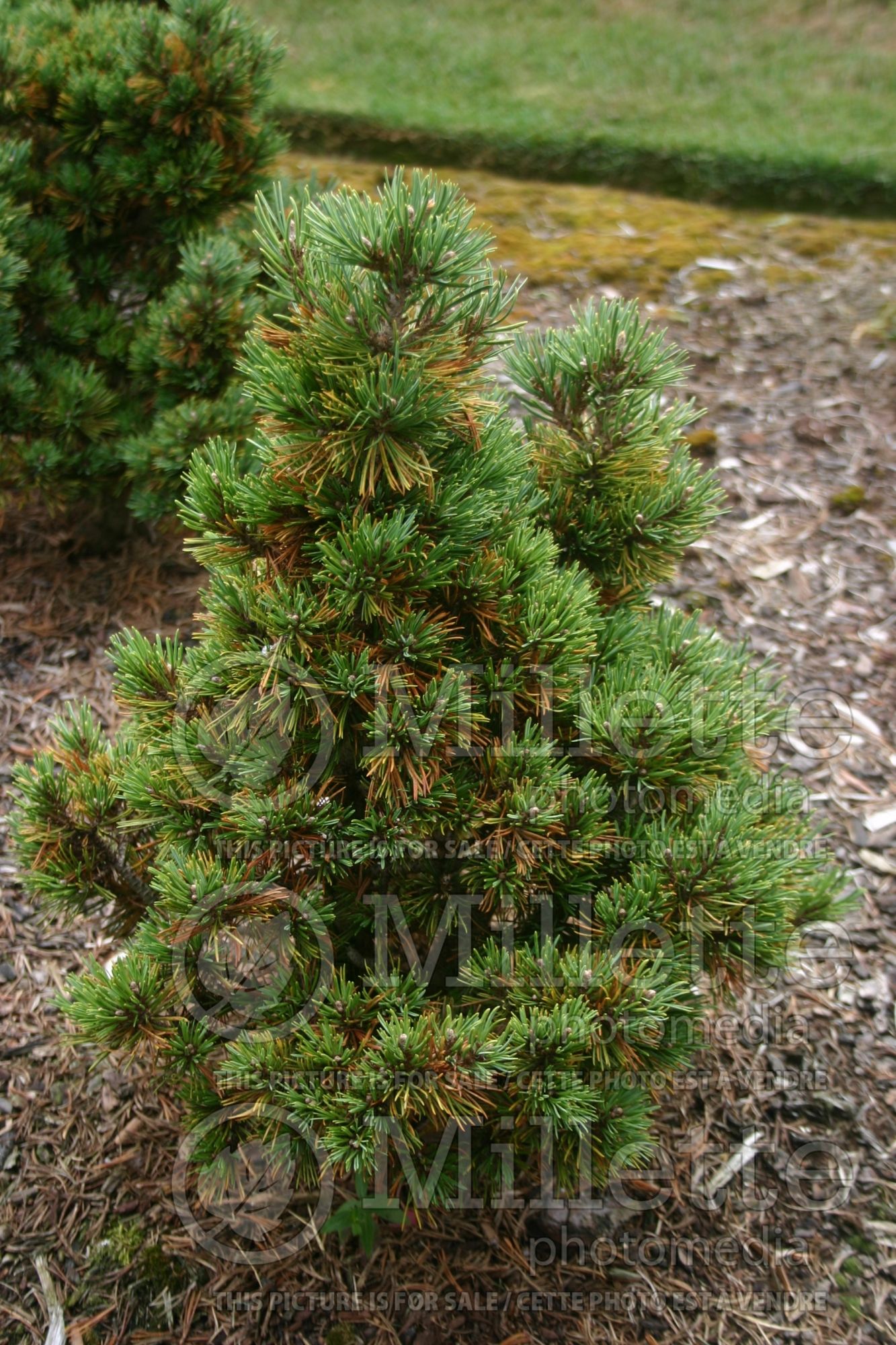 Pinus Elton (Pine conifer - pin) 1