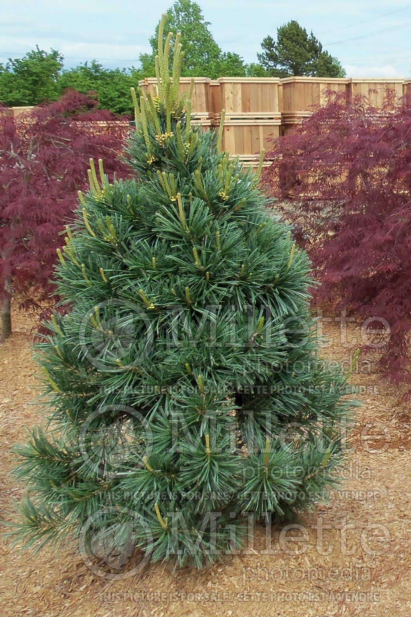 Pinus Vanderwolf's Pyramid (Limber Pine conifer) 5