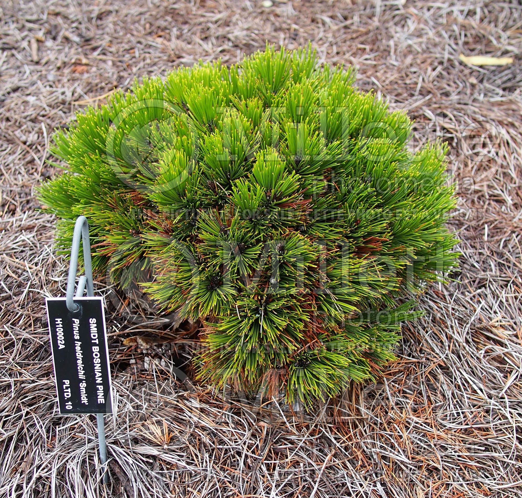 Pinus Smidtii (Pine conifer - pin) 1