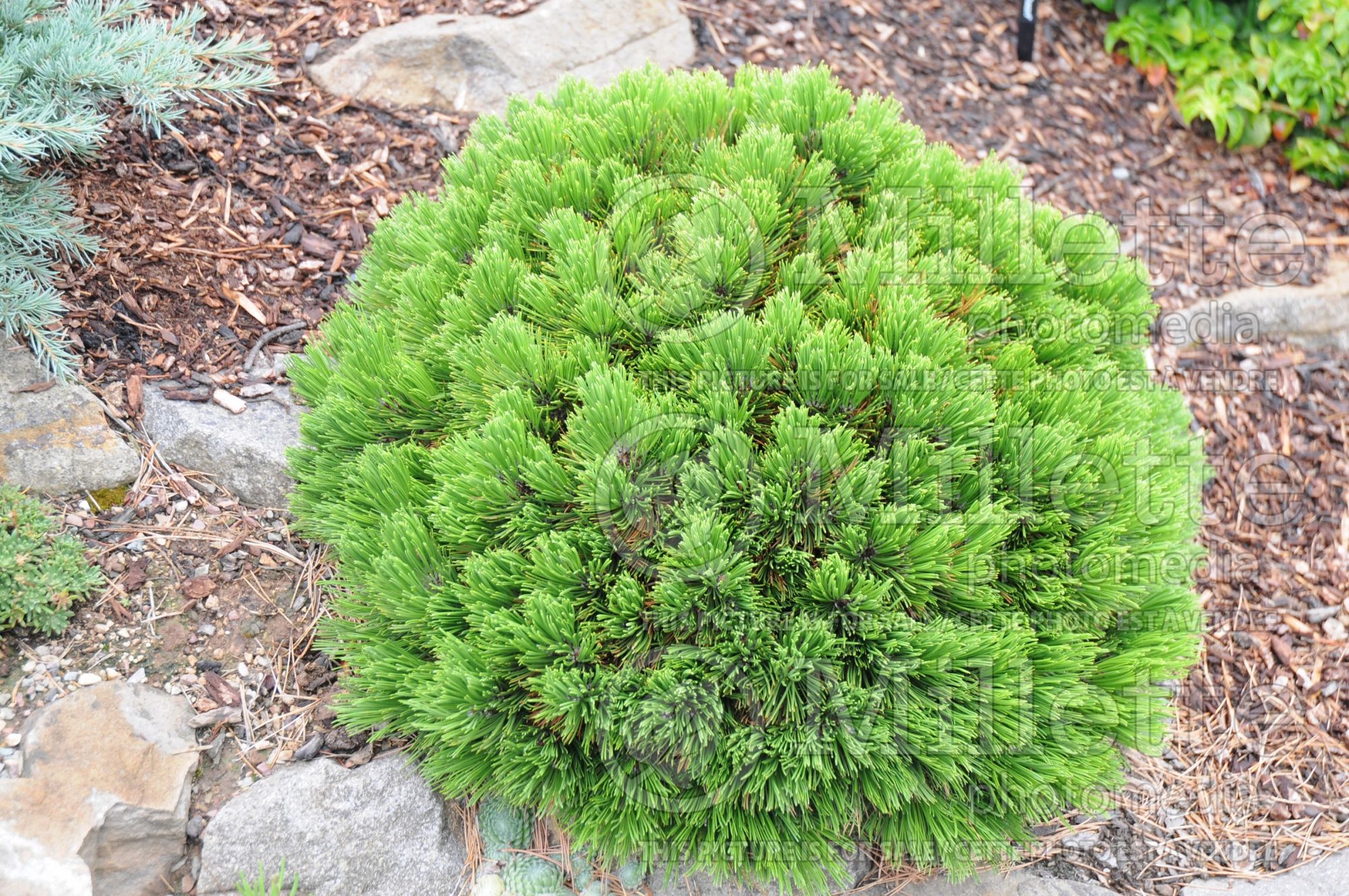 Pinus Smidtii (Pine conifer - pin) 2